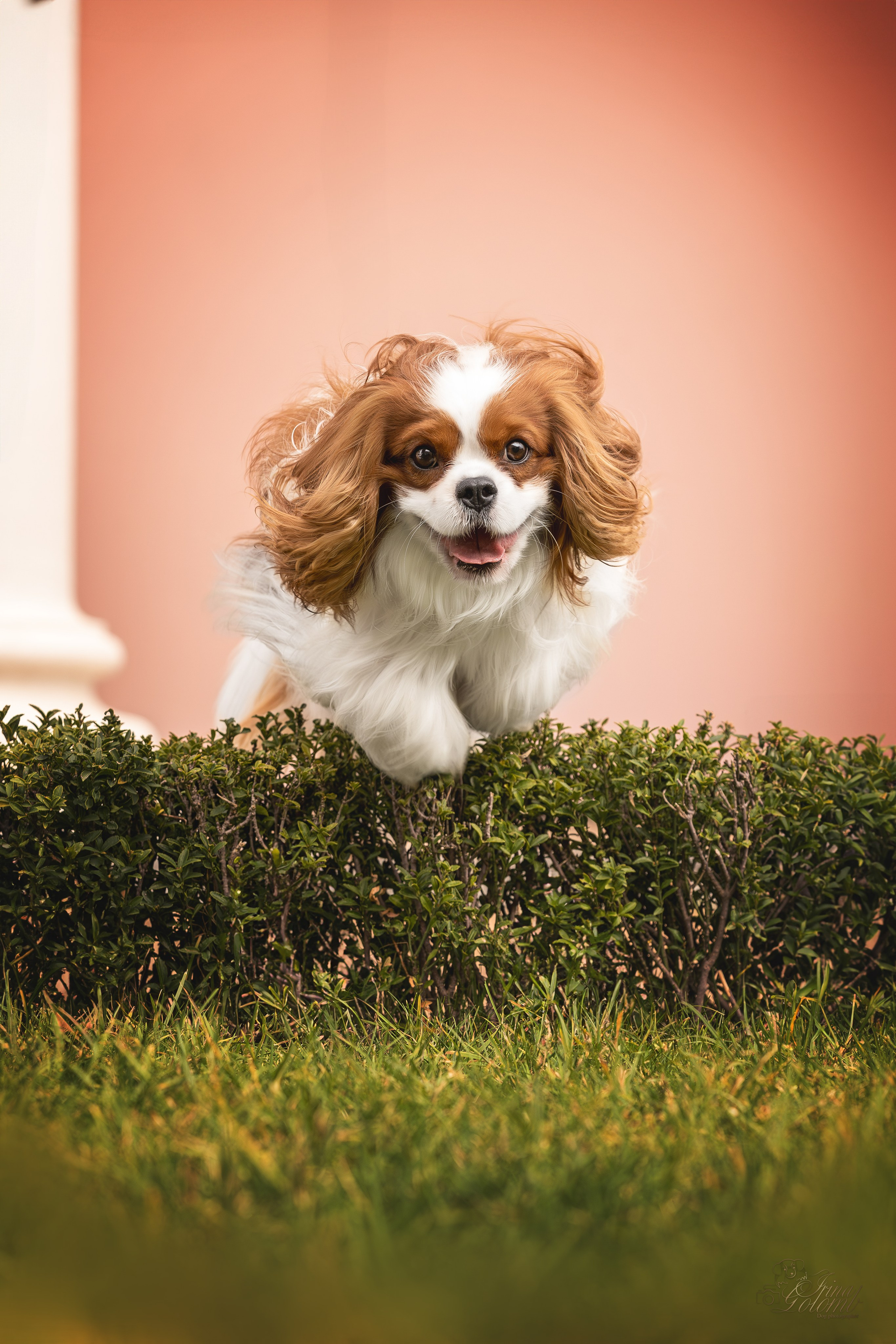 Симба, ККЧС. Ирина Голомб|Фотограф-анималист в  Сочи и Калининграде