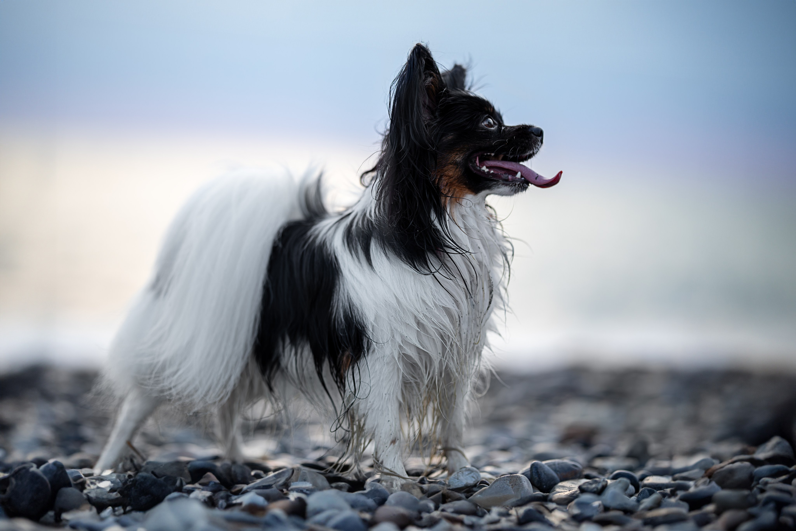 Бэйли, Папийон. Ирина Голомб|Фотограф-анималист в  Сочи и Калининграде