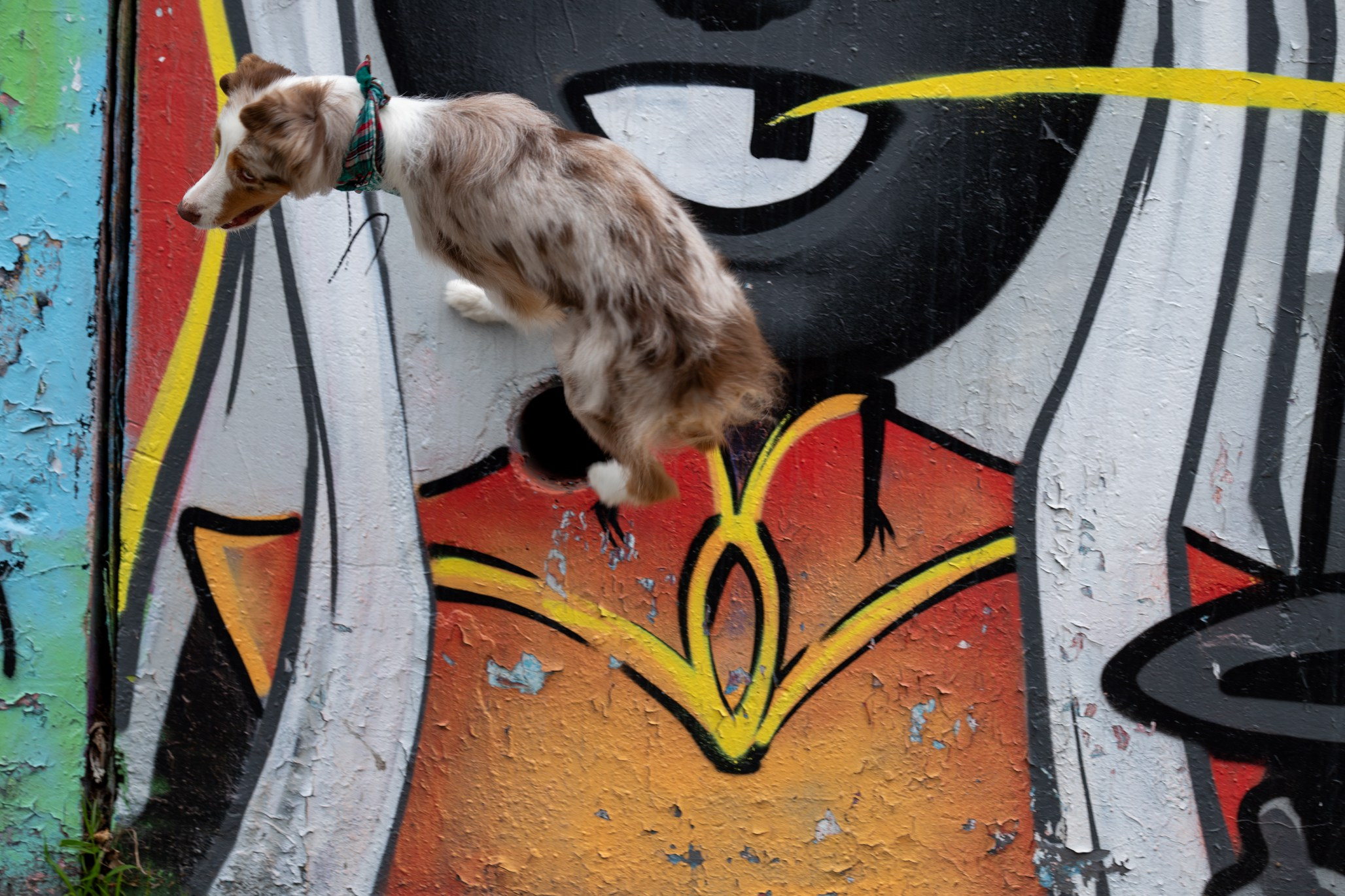 Полли, Австралийская Овчарка. Ирина Голомб|Фотограф-анималист в  Сочи и Калининграде