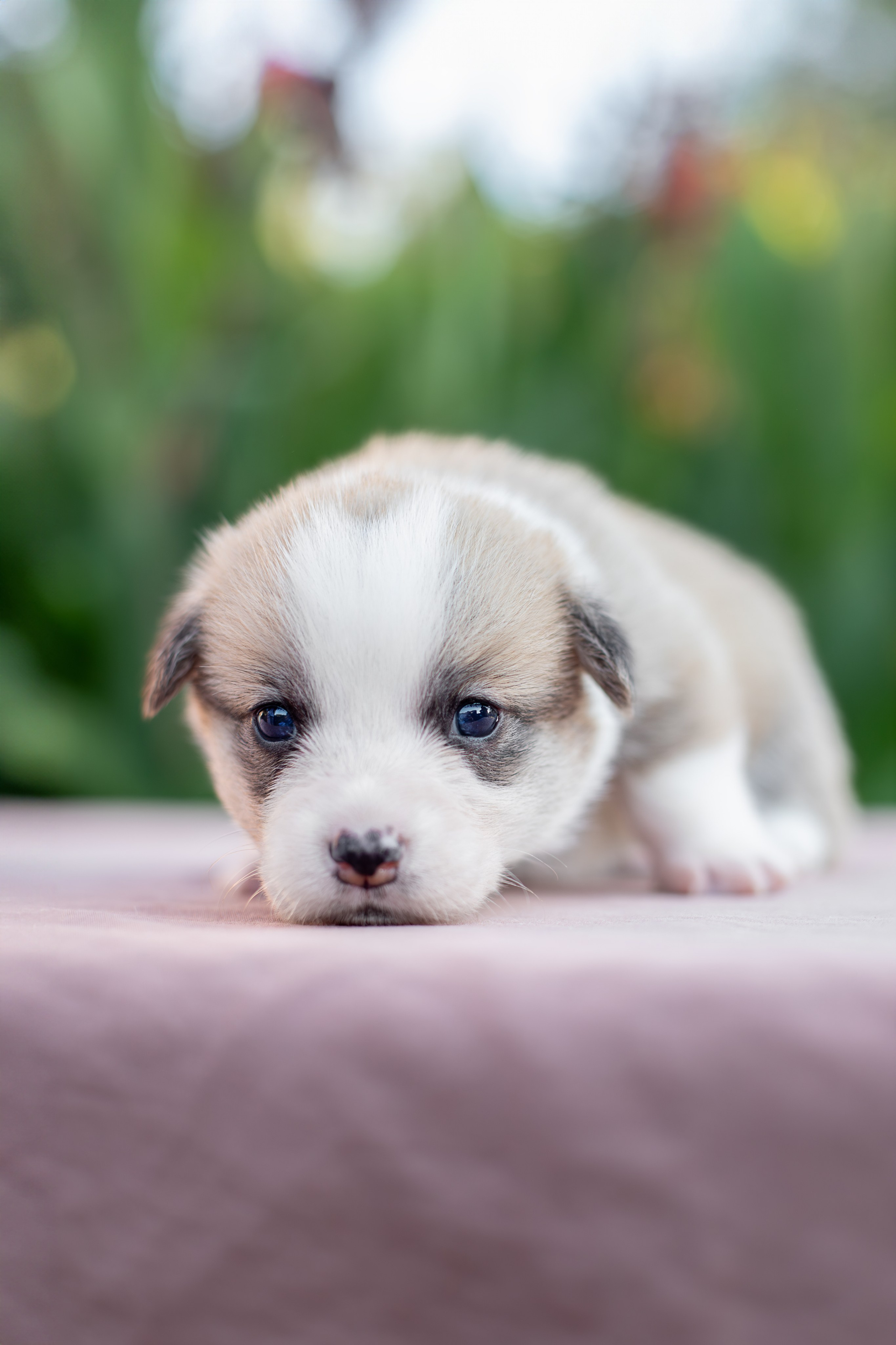 Малыши коржики. Ирина Голомб|Фотограф-анималист в  Сочи и Калининграде