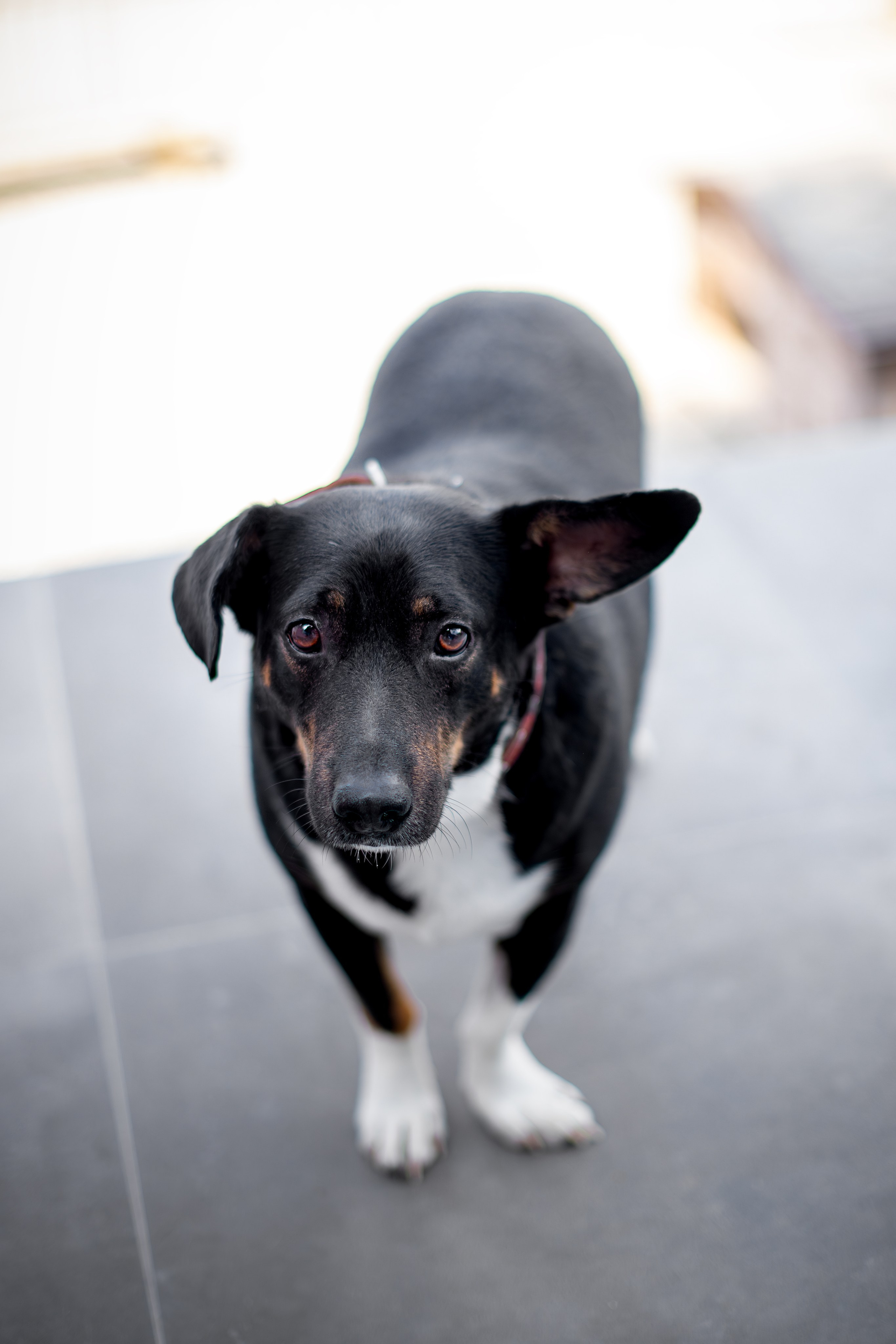 Мини-приют «Возрождение». Ирина Голомб|Фотограф-анималист в  Сочи и Калининграде