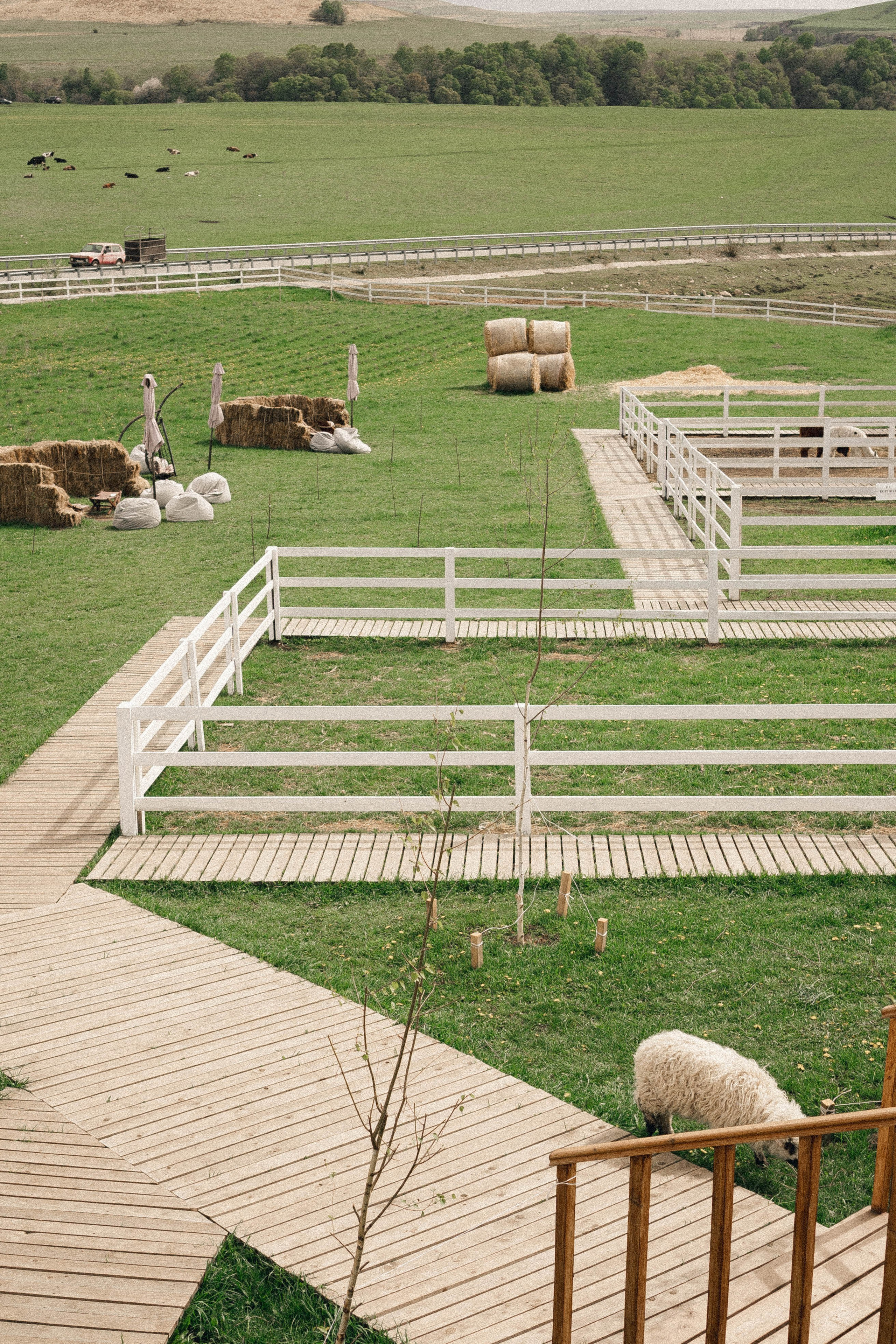 Ферма Альпак. Профессиональный фотограф, Санкт-Петербург — Виктория Богомолова