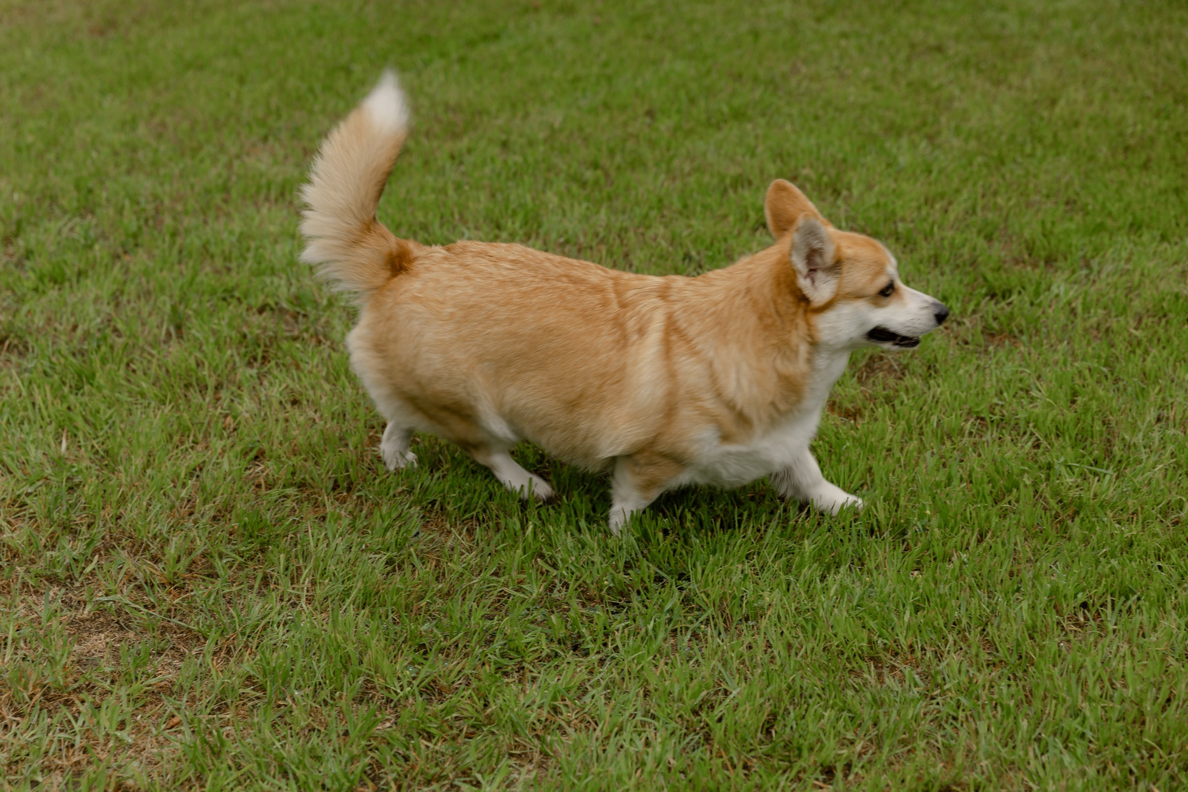 Свадьба пес и котики. Dima Lemeshevsky