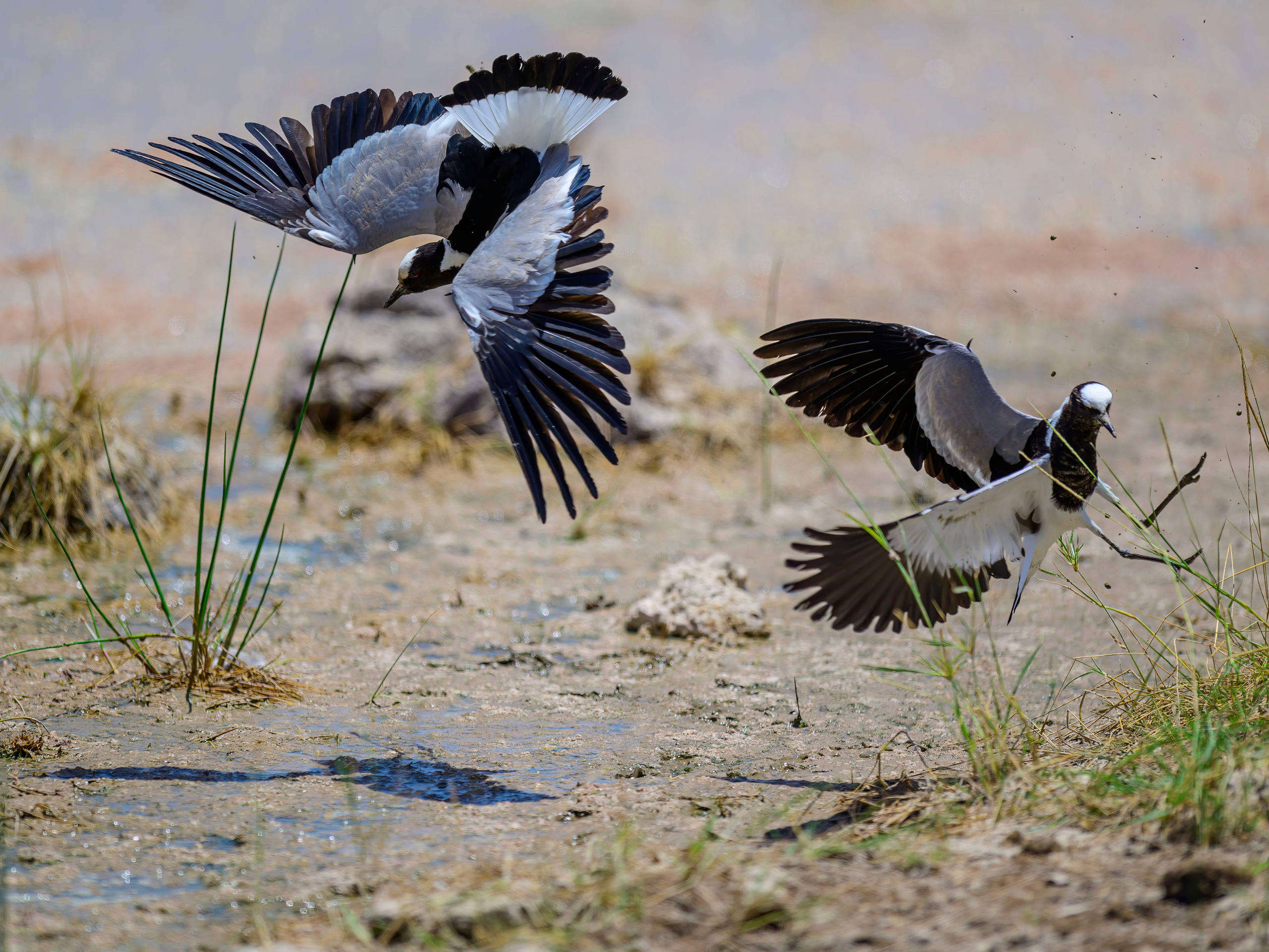 Кения. Wildlife photography by Sergey Puponin
