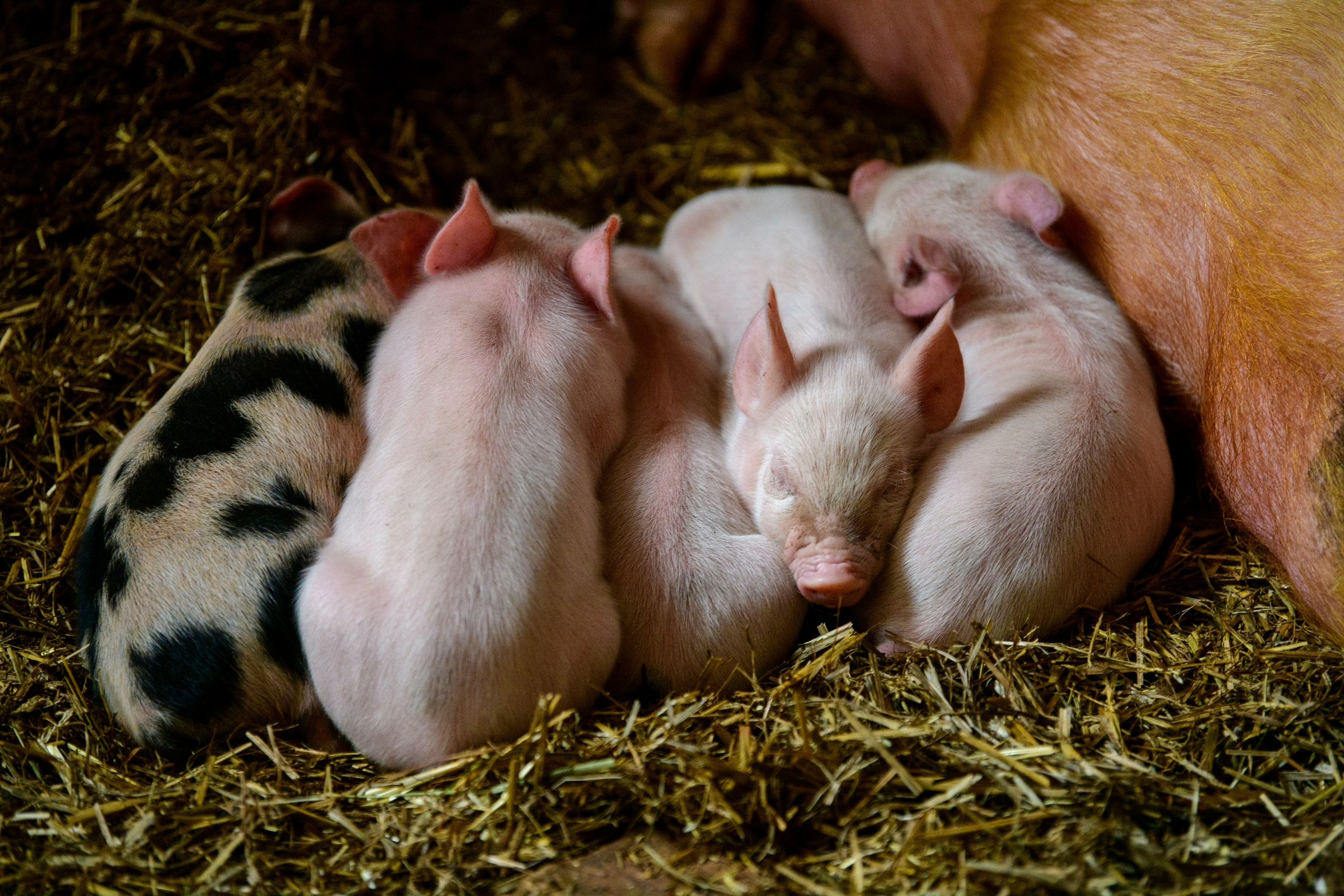 Лебеди, аисты, коршуны и ферма. Фотограф Сергей Пупонин