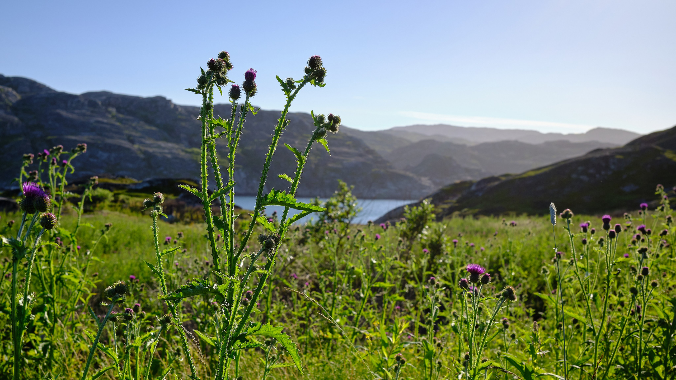 Мир растений. Пейзажи Крайнего Севера. Баренцево море, Рыбачий, Средний, Немецкий