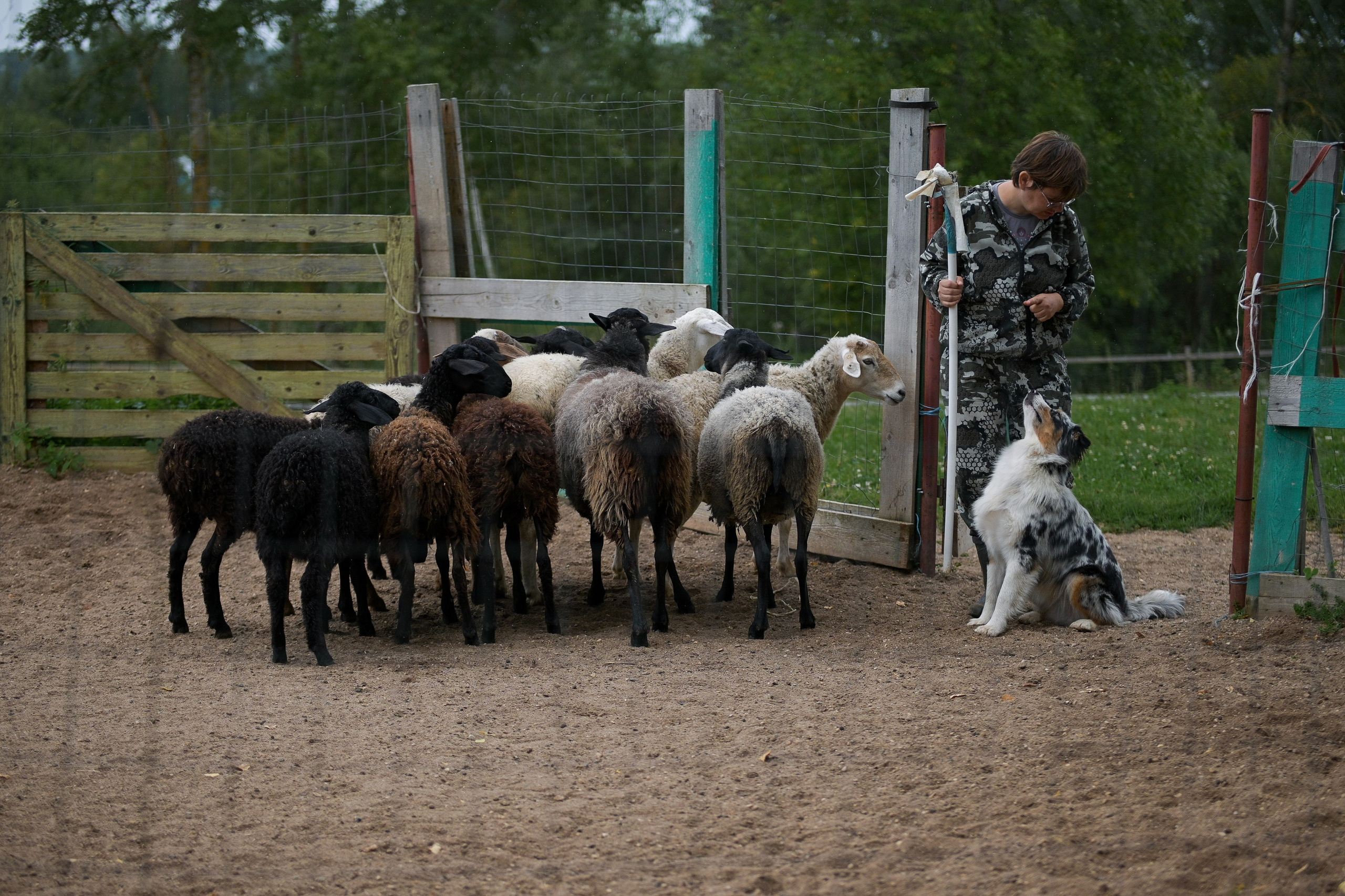 Пастьба собак. Творческий фотограф Вологда