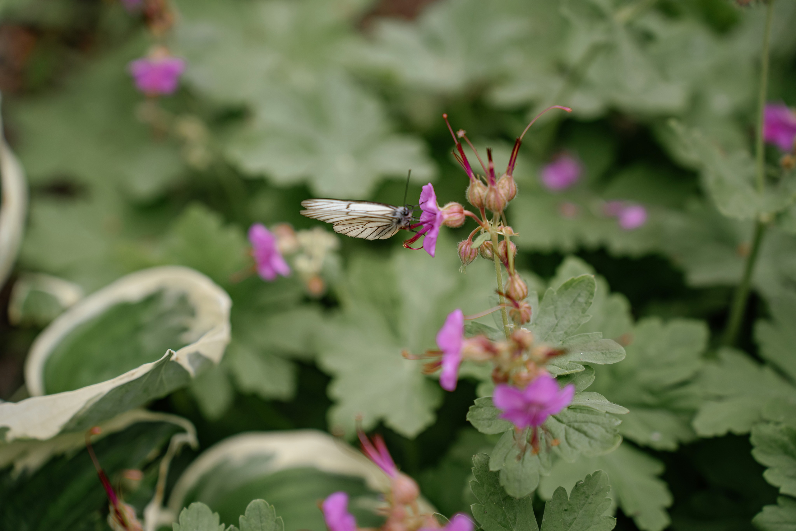 Сергей & Лина. Фотограф в Екатеринбурге