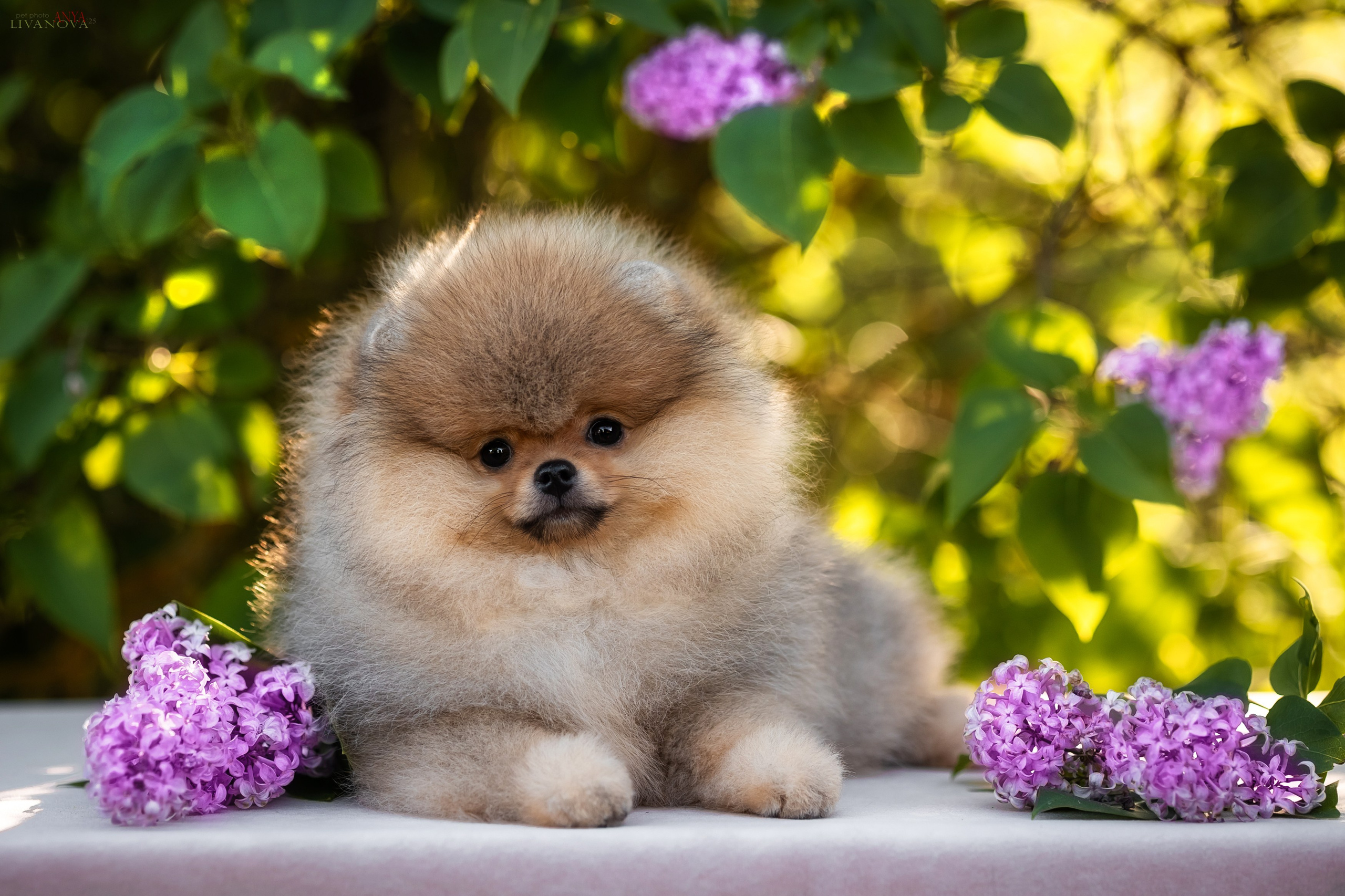 Шпичики. Фотограф анималист Аня Ливанова | Рыбинск