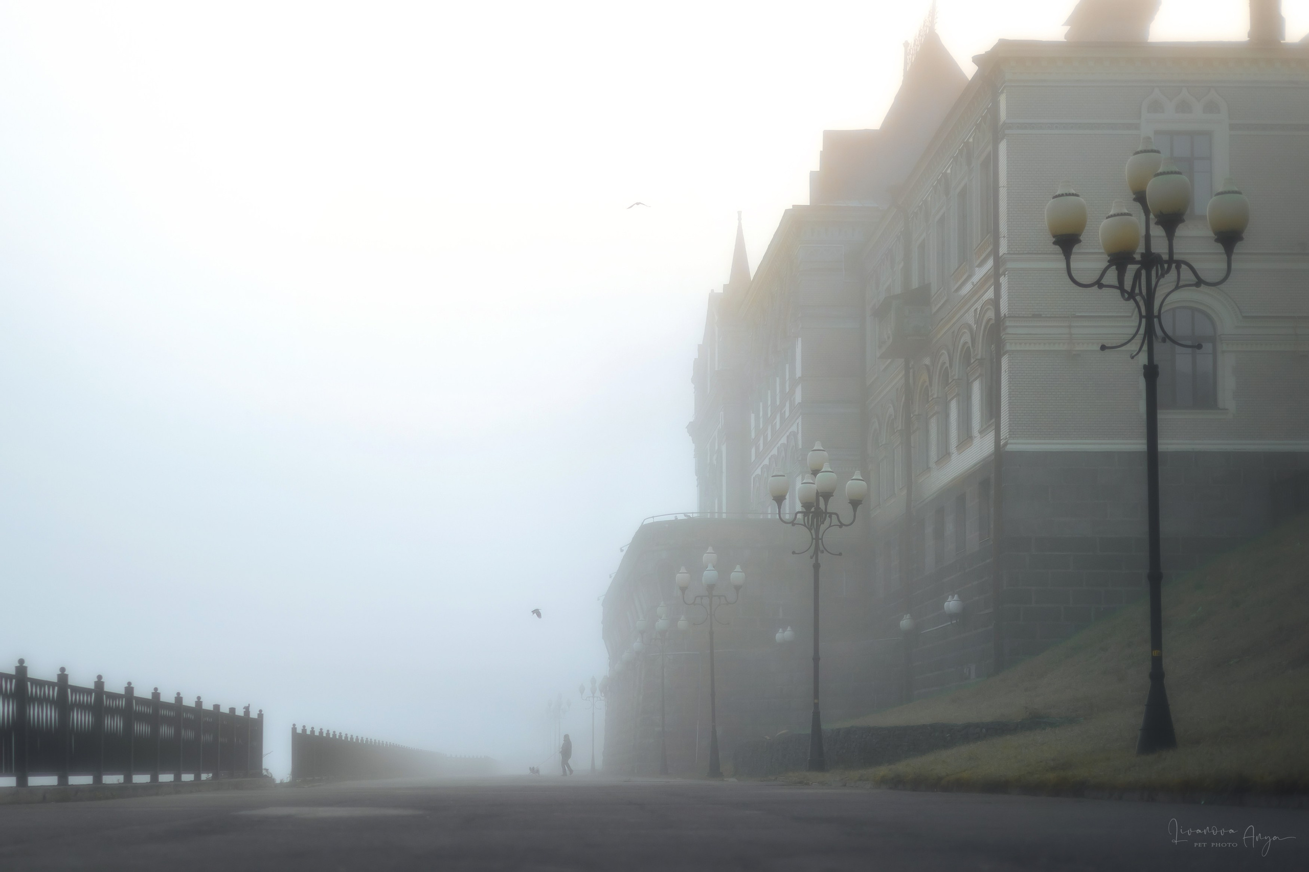 Хьюстон. Фотограф анималист Аня Ливанова | Рыбинск