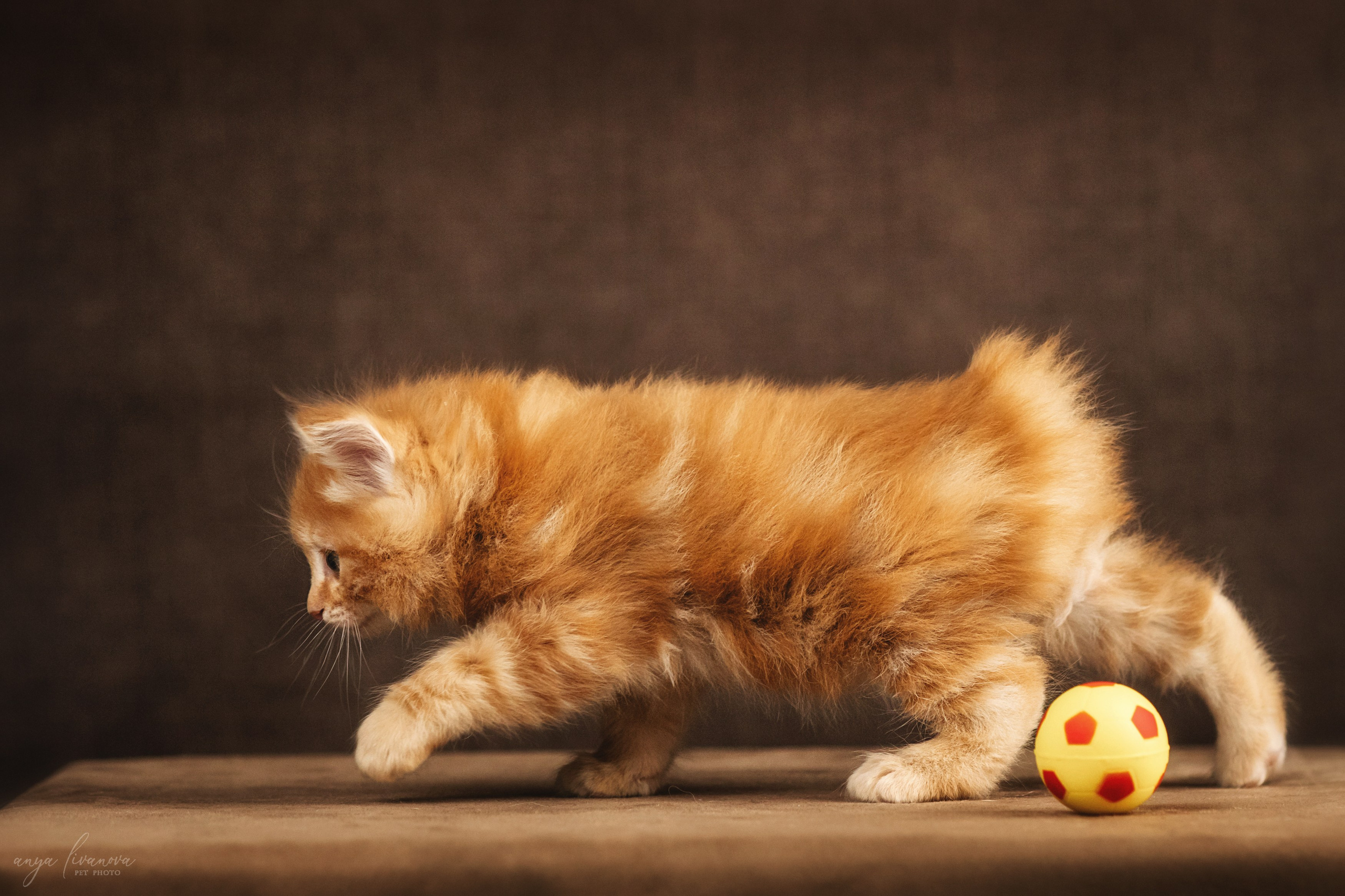 Курильские бобтейлы. Фотограф анималист Аня Ливанова | Рыбинск