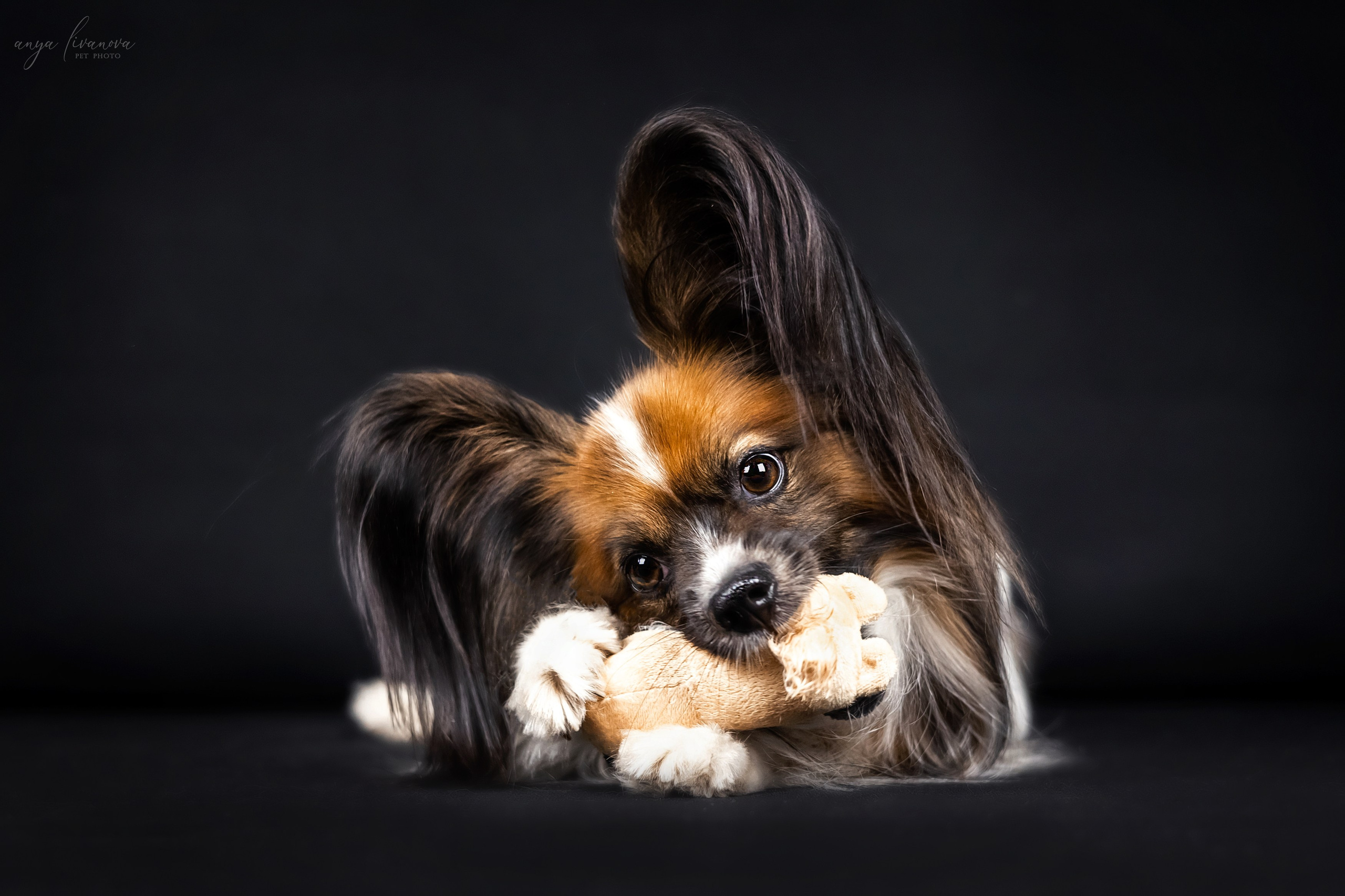Террик. Фотограф анималист Аня Ливанова | Рыбинск