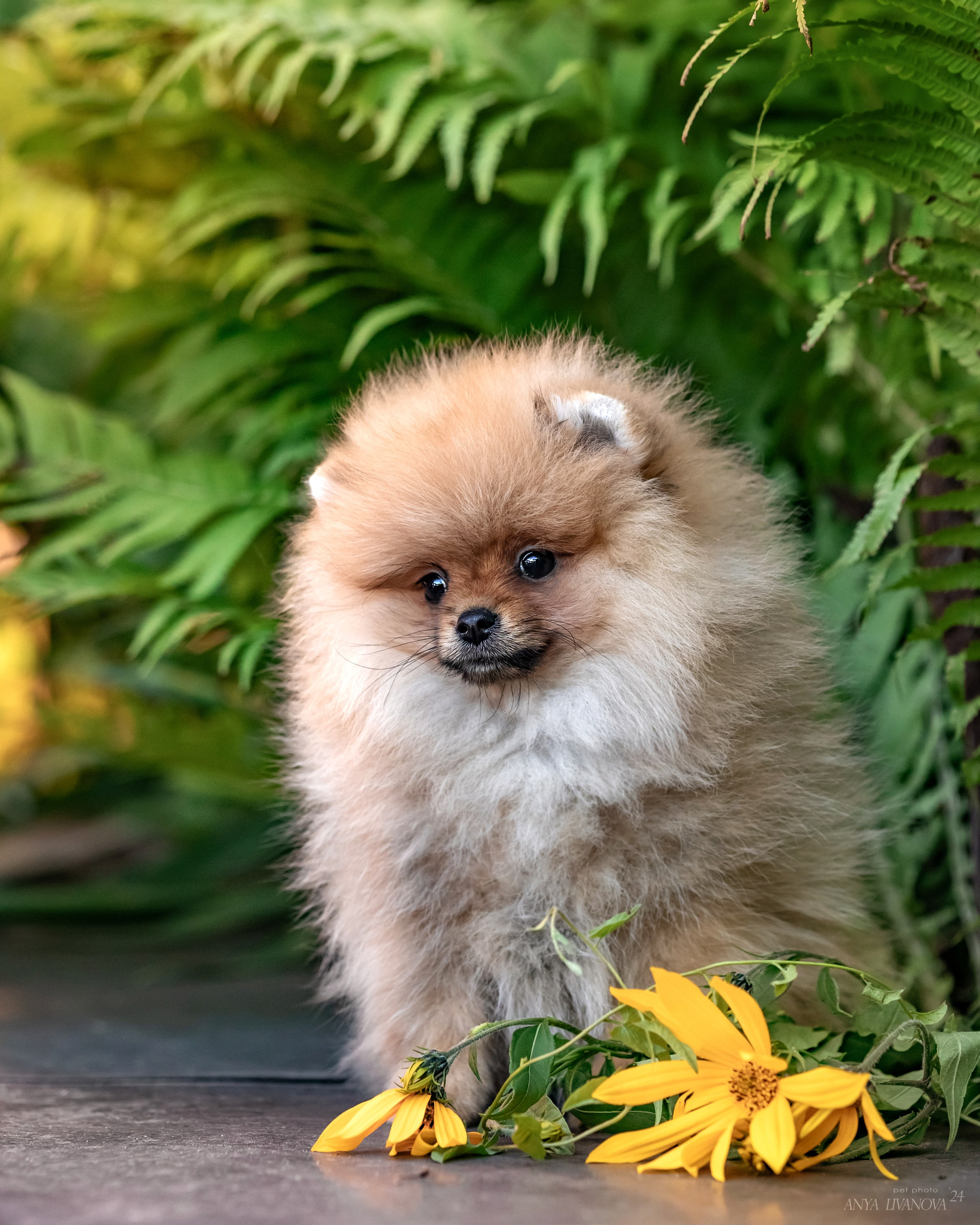 Шпицы. Фотограф анималист Аня Ливанова | Рыбинск