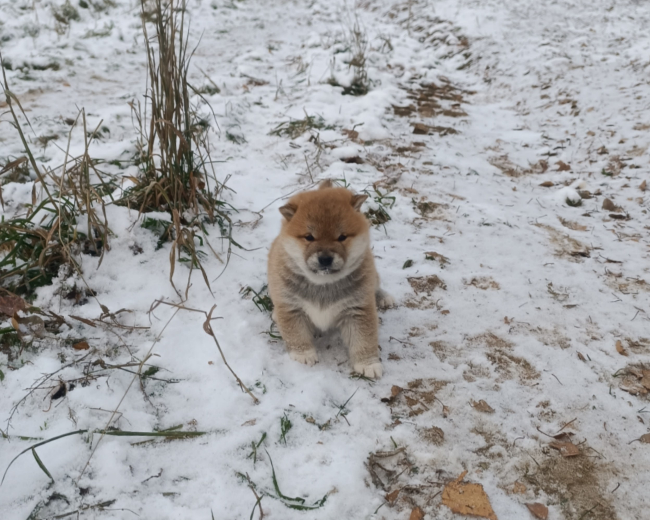 сиба питомник Рубилайт щенки на продажу rubylight  сиба щенки купить СПб Санкт-Петербург 