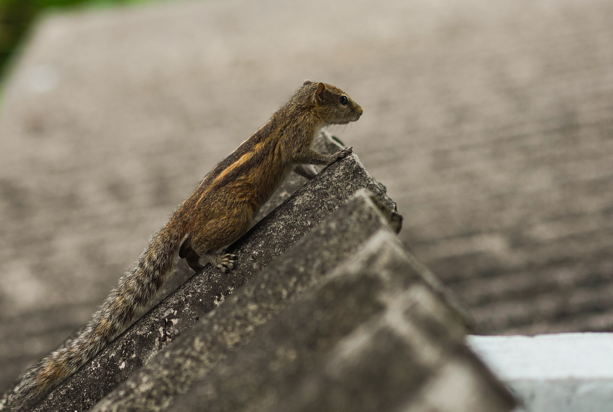 Остров Шри-Ланка. Фотограф Сергей Кишкель Дананг Нячанг Фукуок