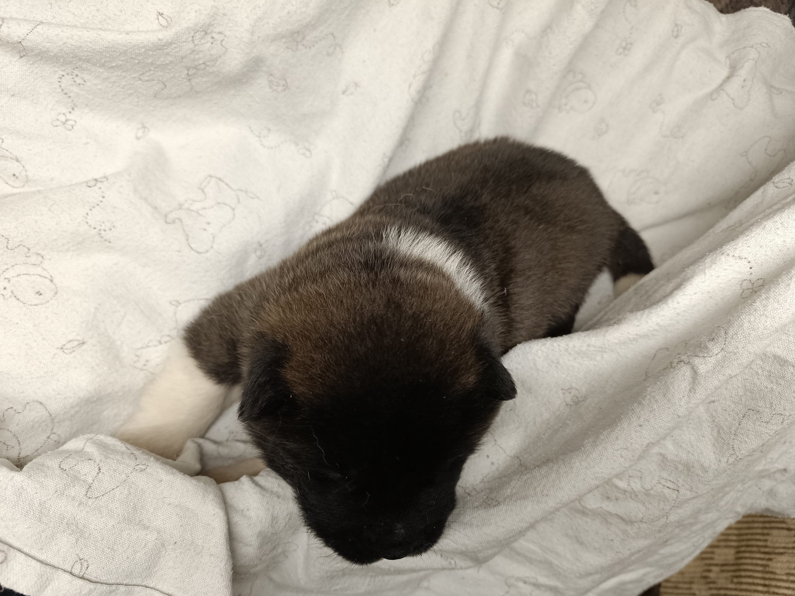 Американская акита  щенки питомник Санкт-Петербург клубные щенки Американская акита питомник RUBYLIGHT Рубилайт купить щенка американской акиты