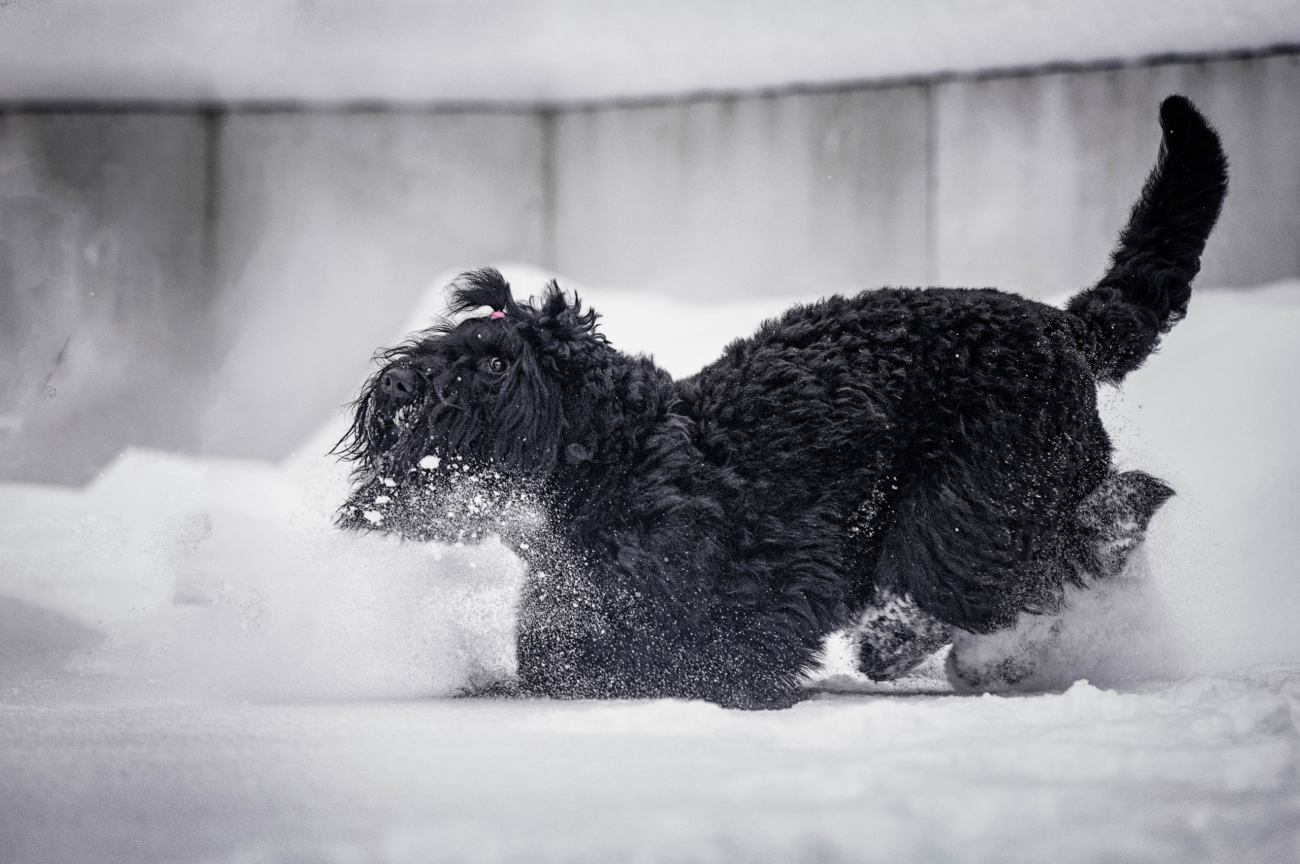 Клео. Фотограф-анималист