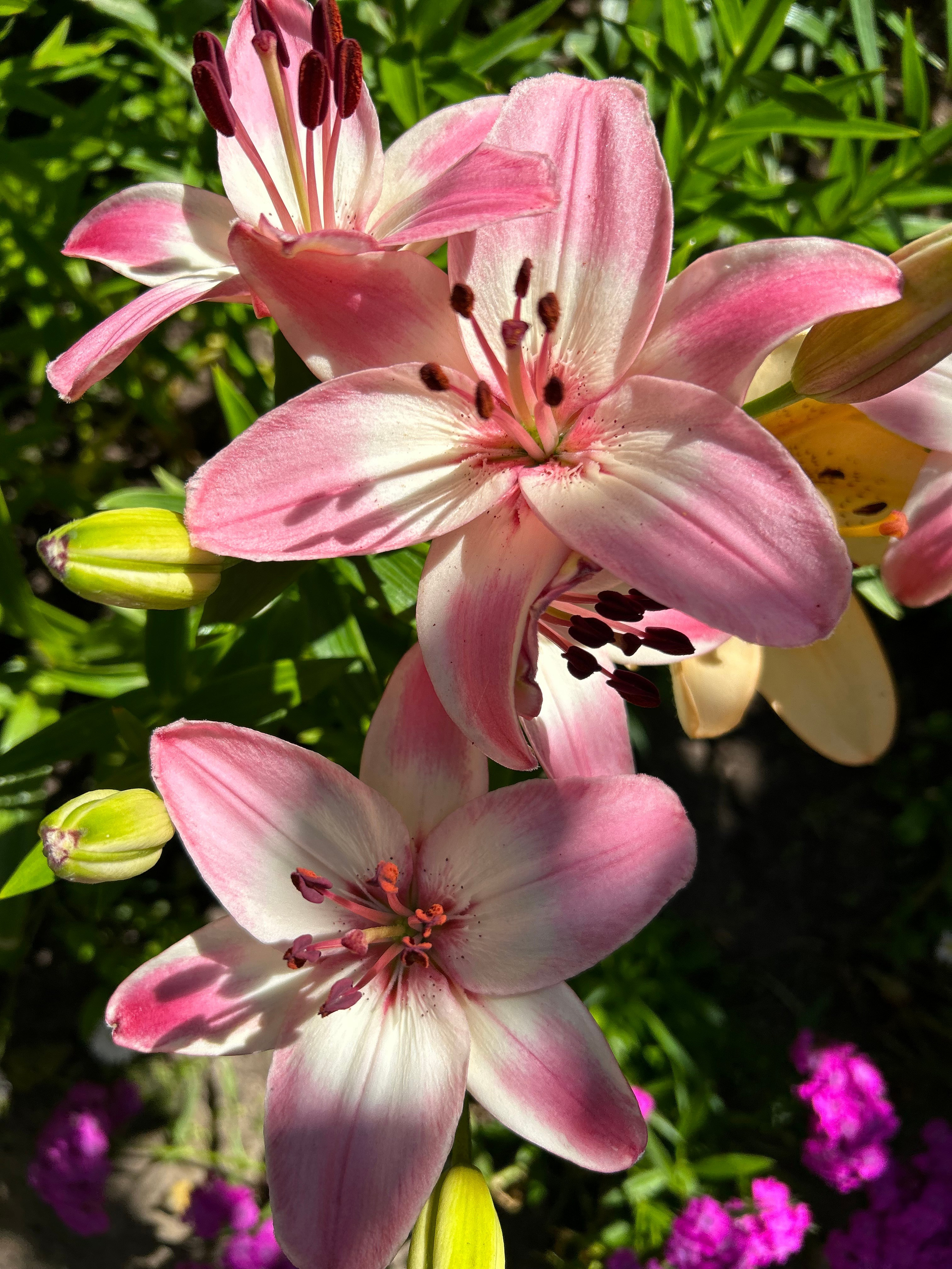 Цветы. Фотокружок «Видоискатель» ГБОУ СОШ № 291