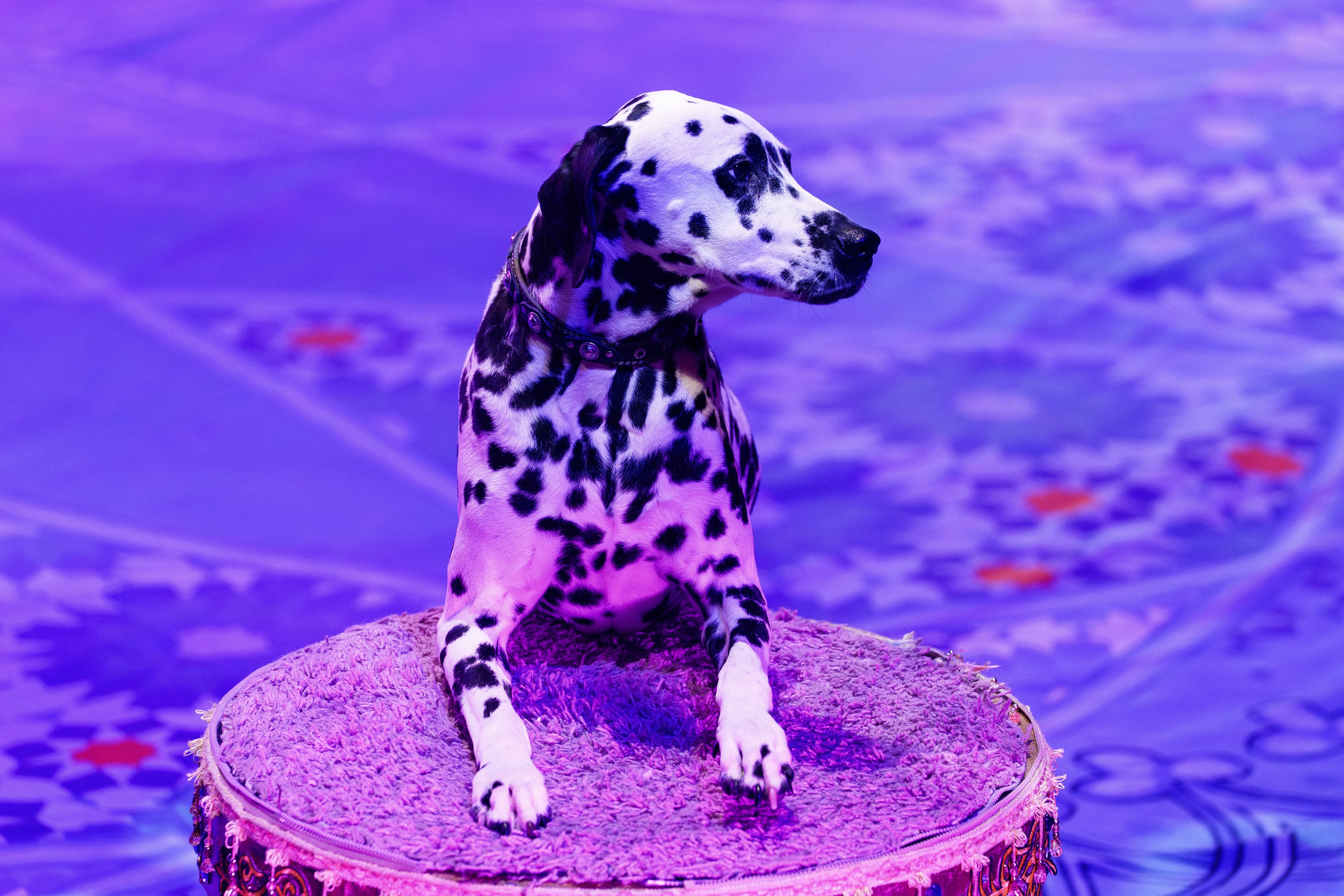 Новое шоу Гии Эрадзе «ПЕСЧАНАЯ СКАЗКА». Фотомастерская Воробьевых