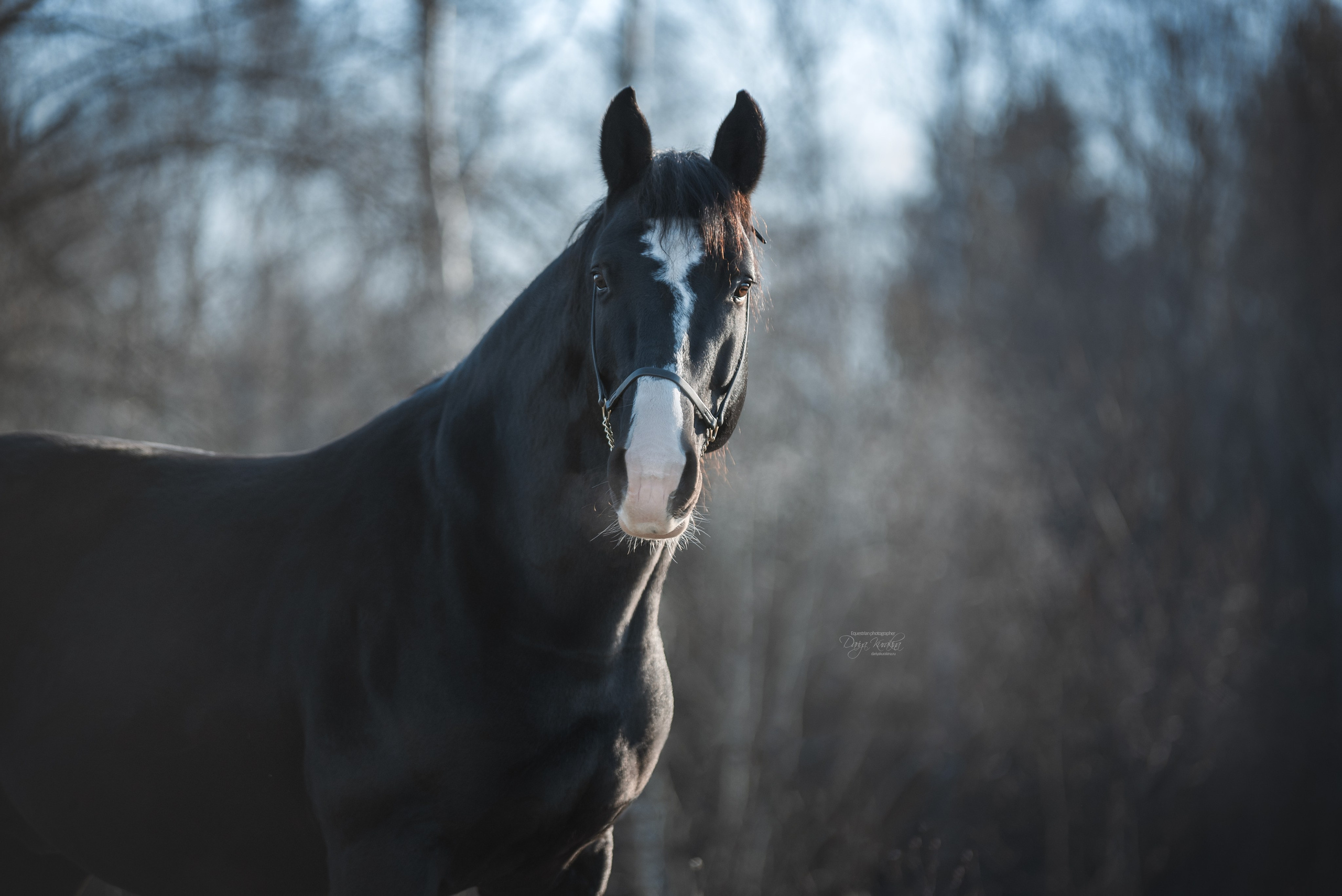 Komardins. Конный фотограф Куракина Дарья • Фотосессии с лошадьми