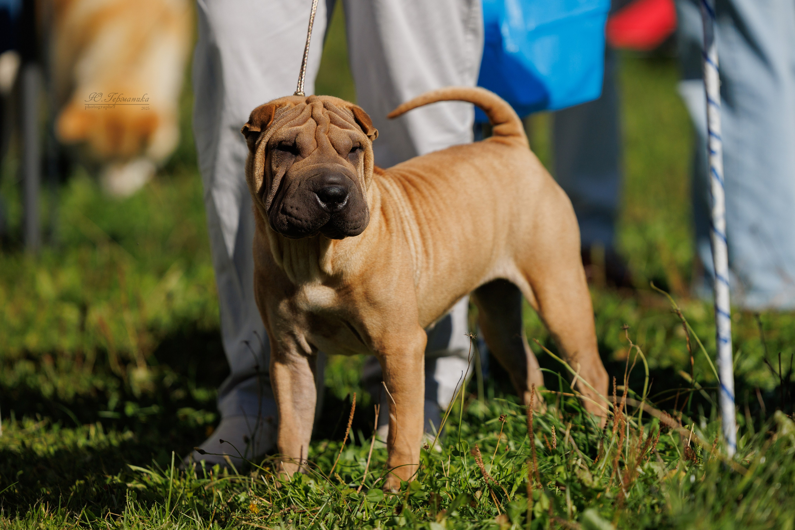 Зеленоград 13.09.2025. Фотограф-анималист Юлия Германика