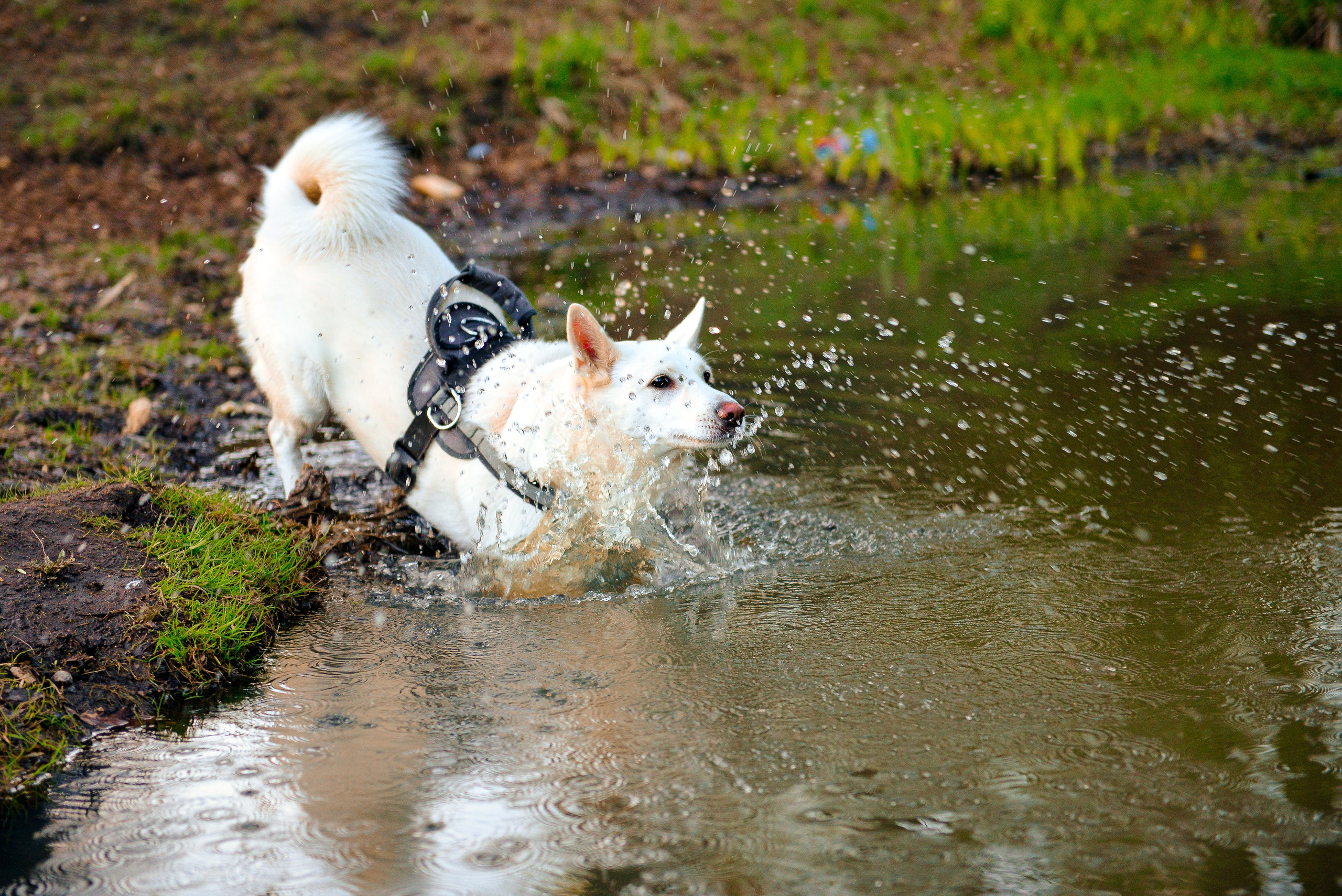 Собаки. Фотограф-анималист в Санкт-Петербурге Анастасия Иванова