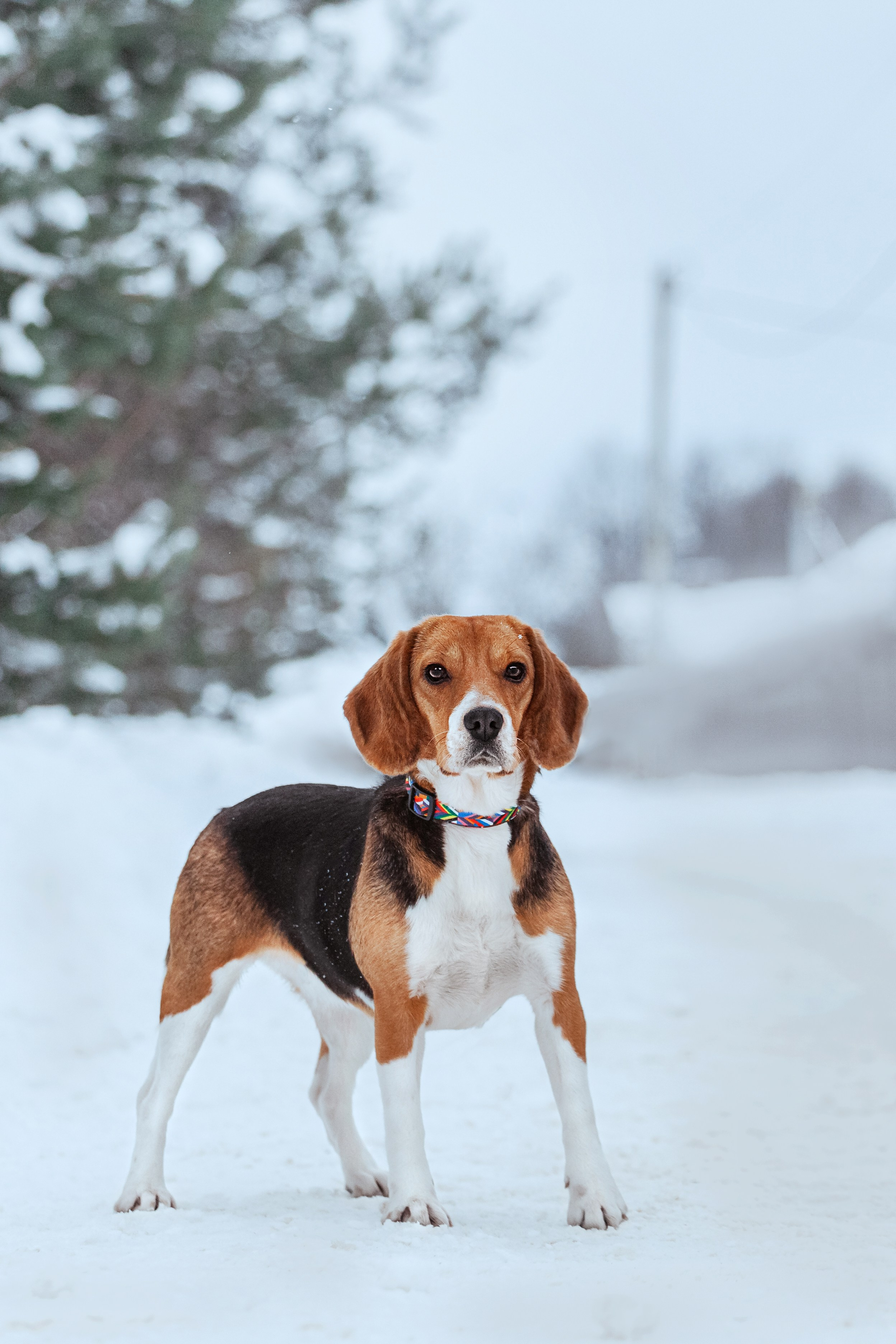 Дом для Биглей 2023. Фотограф-анималист Татьяна Степанова