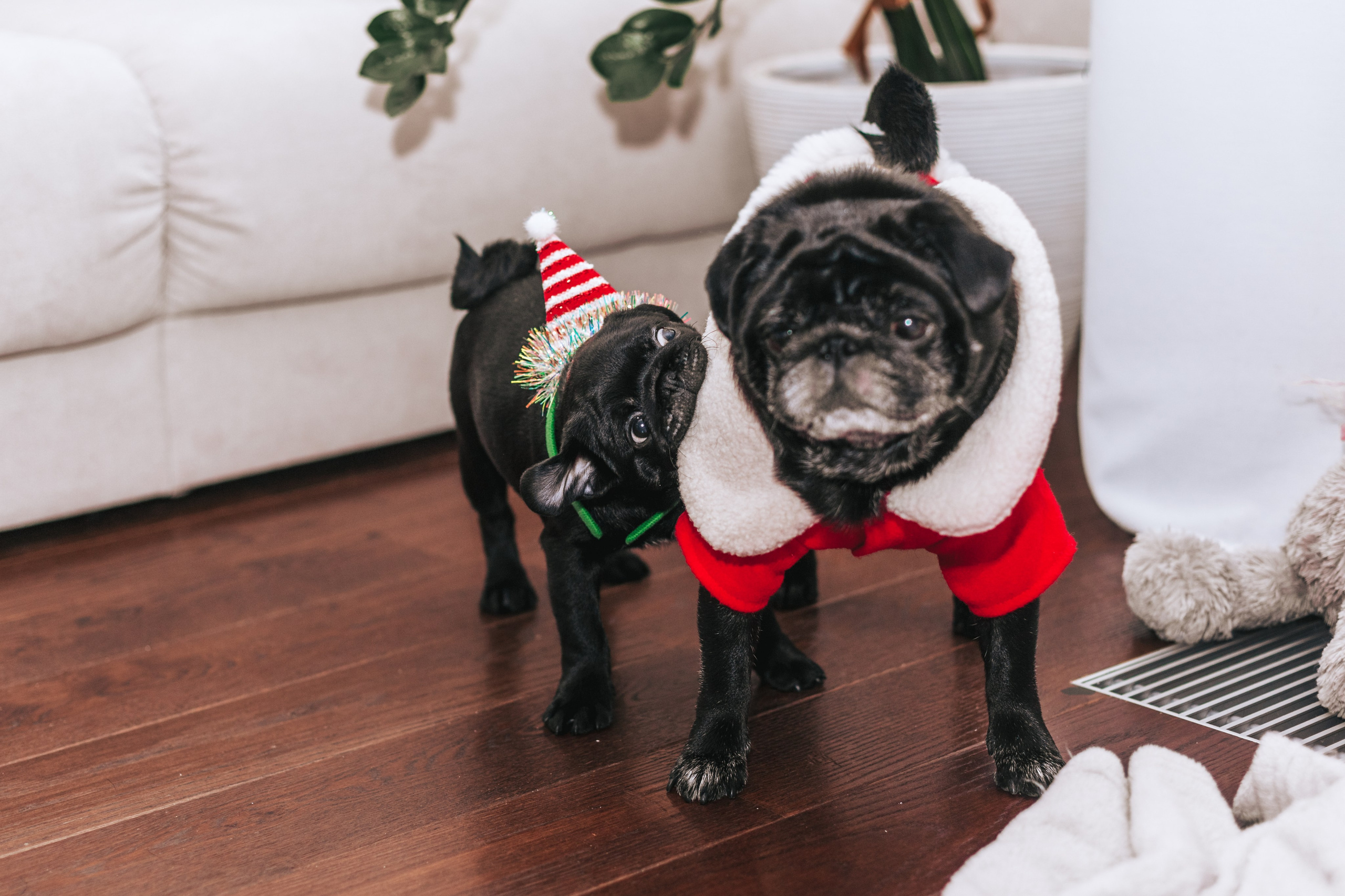 Домашняя фотосессия Оли и двух ее мопсов. Фотограф-анималист Татьяна Степанова