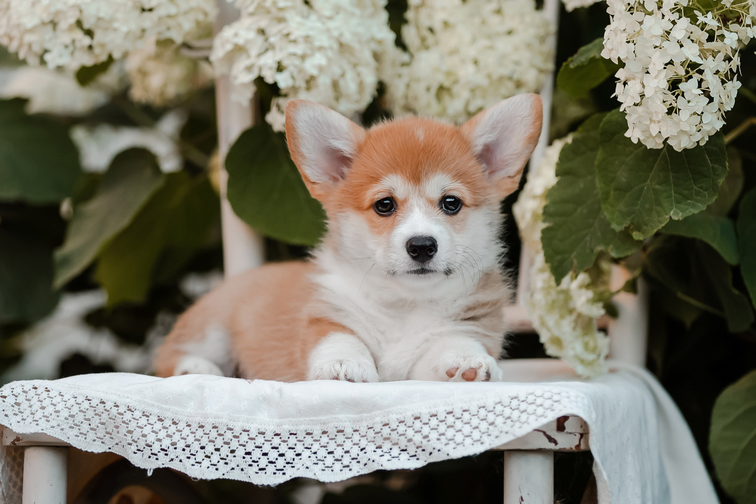 Щенки корги в корзинах и цветах. Фотограф-анималист в Краснодаре Маша Мельникова