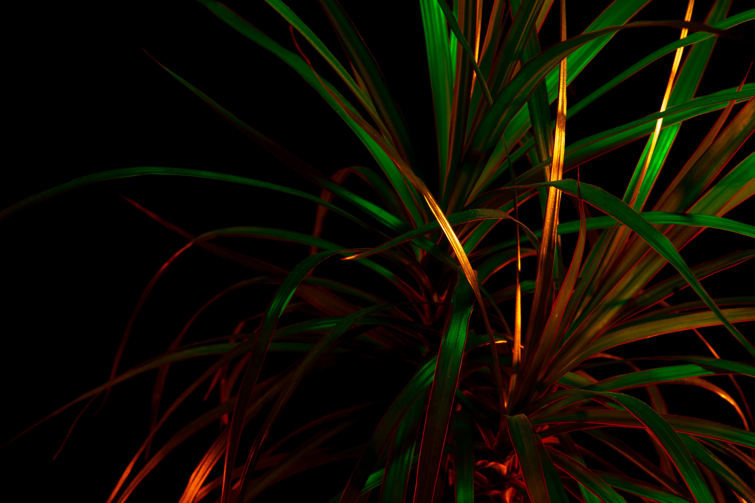 ЦВЕТНЫЕ ФОТОГРАФИИ. Никита Аничкин фото и видео оператор из России