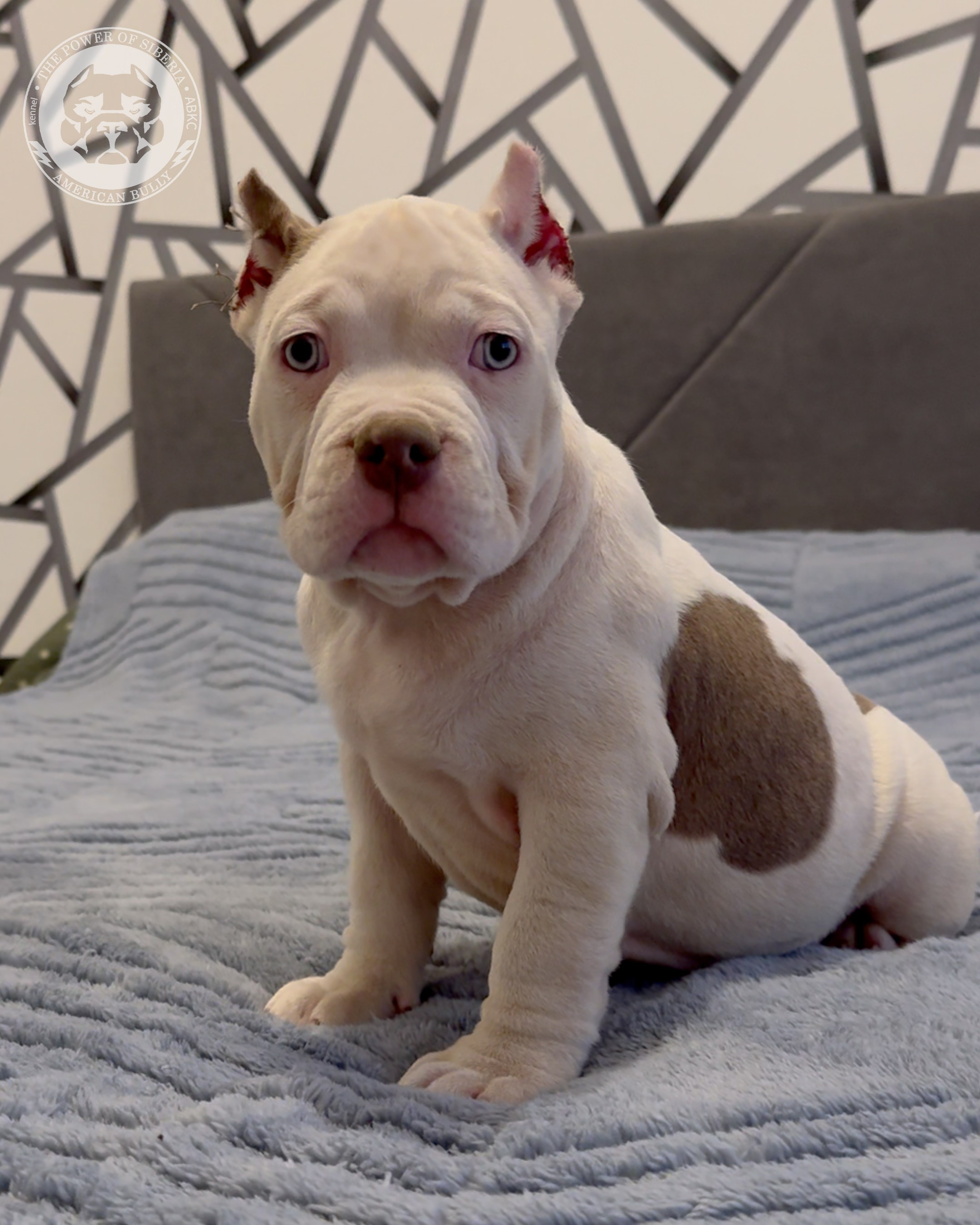 29.12.25-Терри-Локо. Американский Булли в г. Ростов-на-Дону. Питомник THE POWER OF SIBERIA