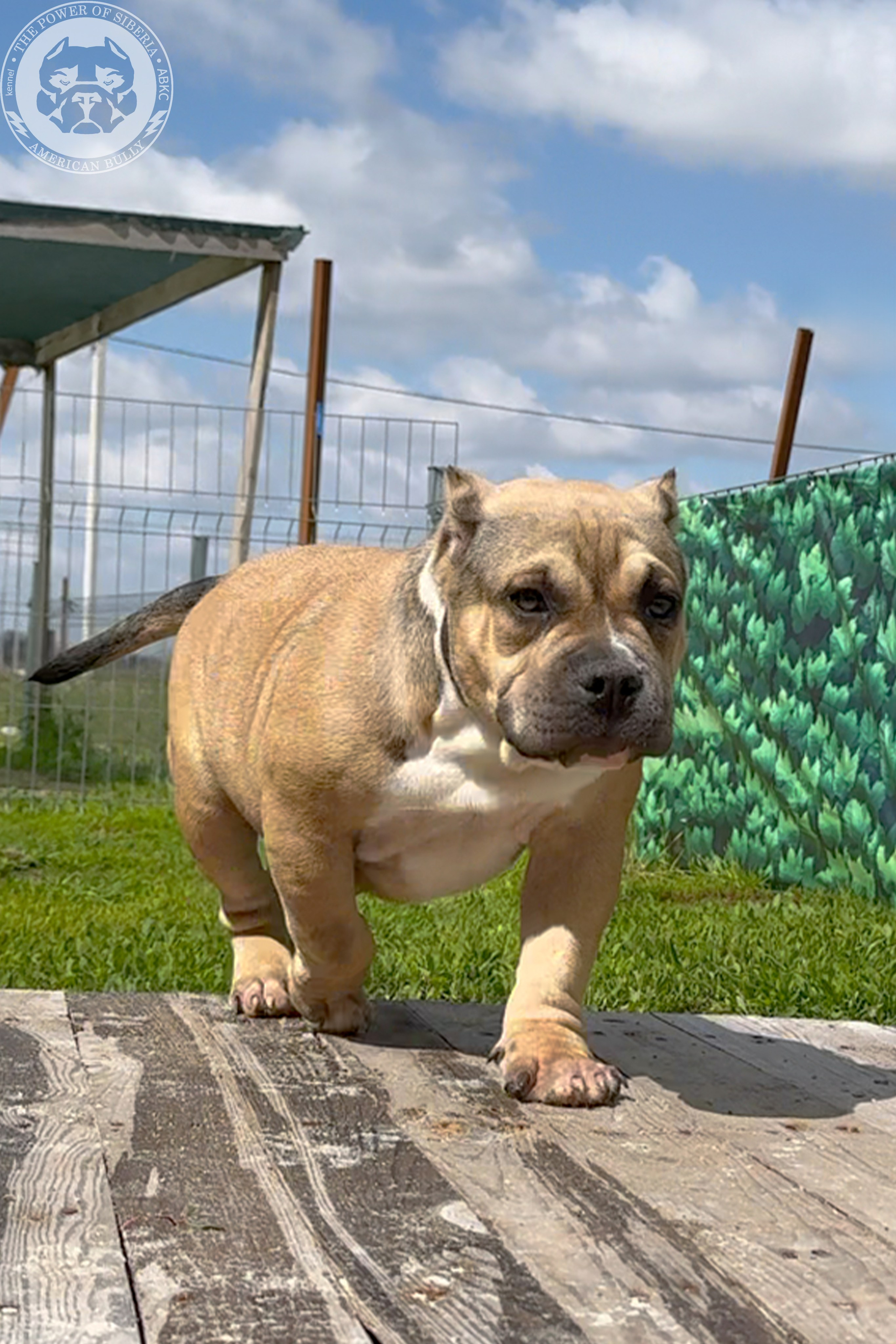 Свободные щенки Американский Булли, в типах покет, классик, стандарт. Американский Булли в г. Ростов-на-Дону. Питомник THE POWER OF SIBERIA