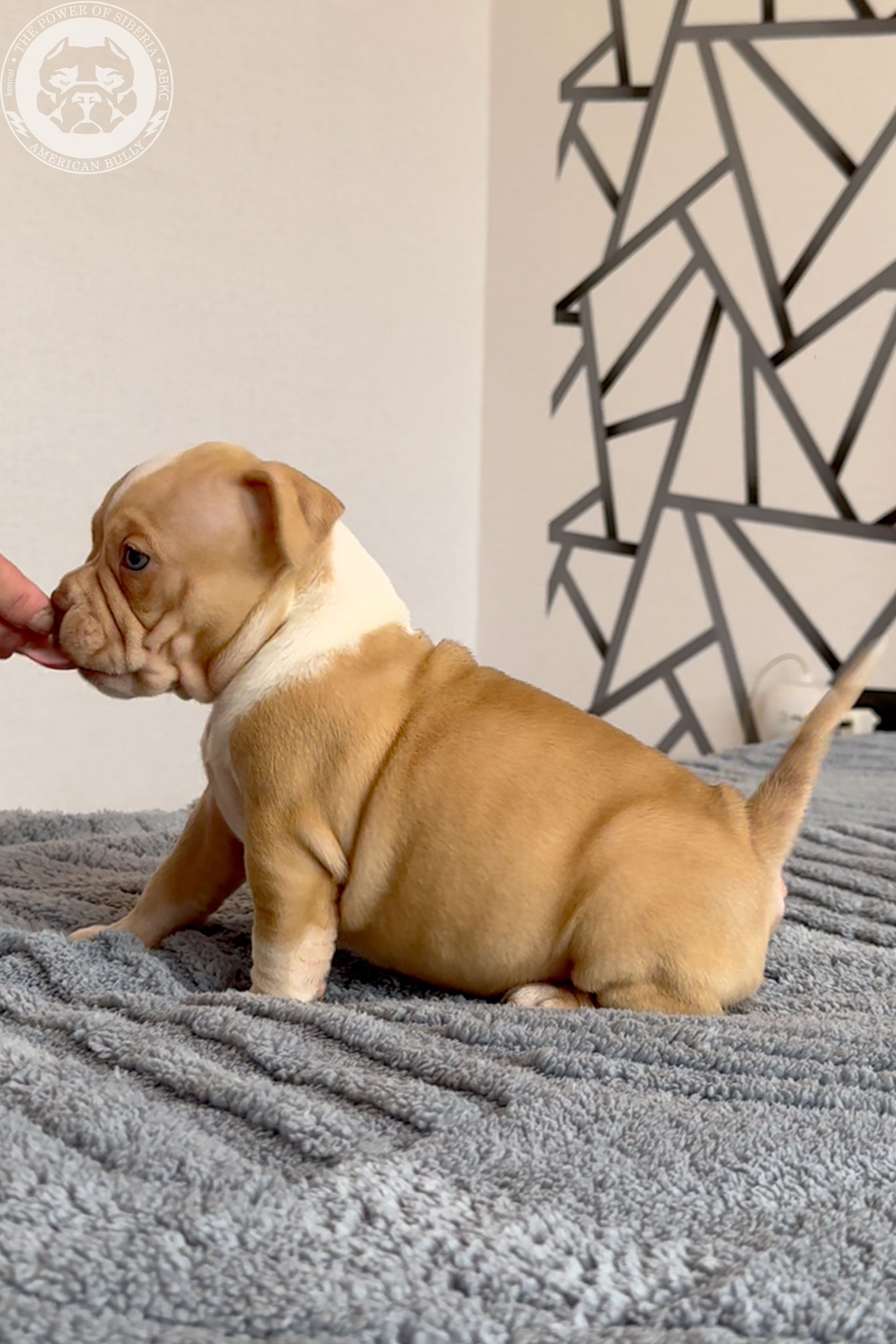 Свободные щенки Американский Булли, в типах покет, классик, стандарт. Американский Булли в г. Ростов-на-Дону. Питомник THE POWER OF SIBERIA