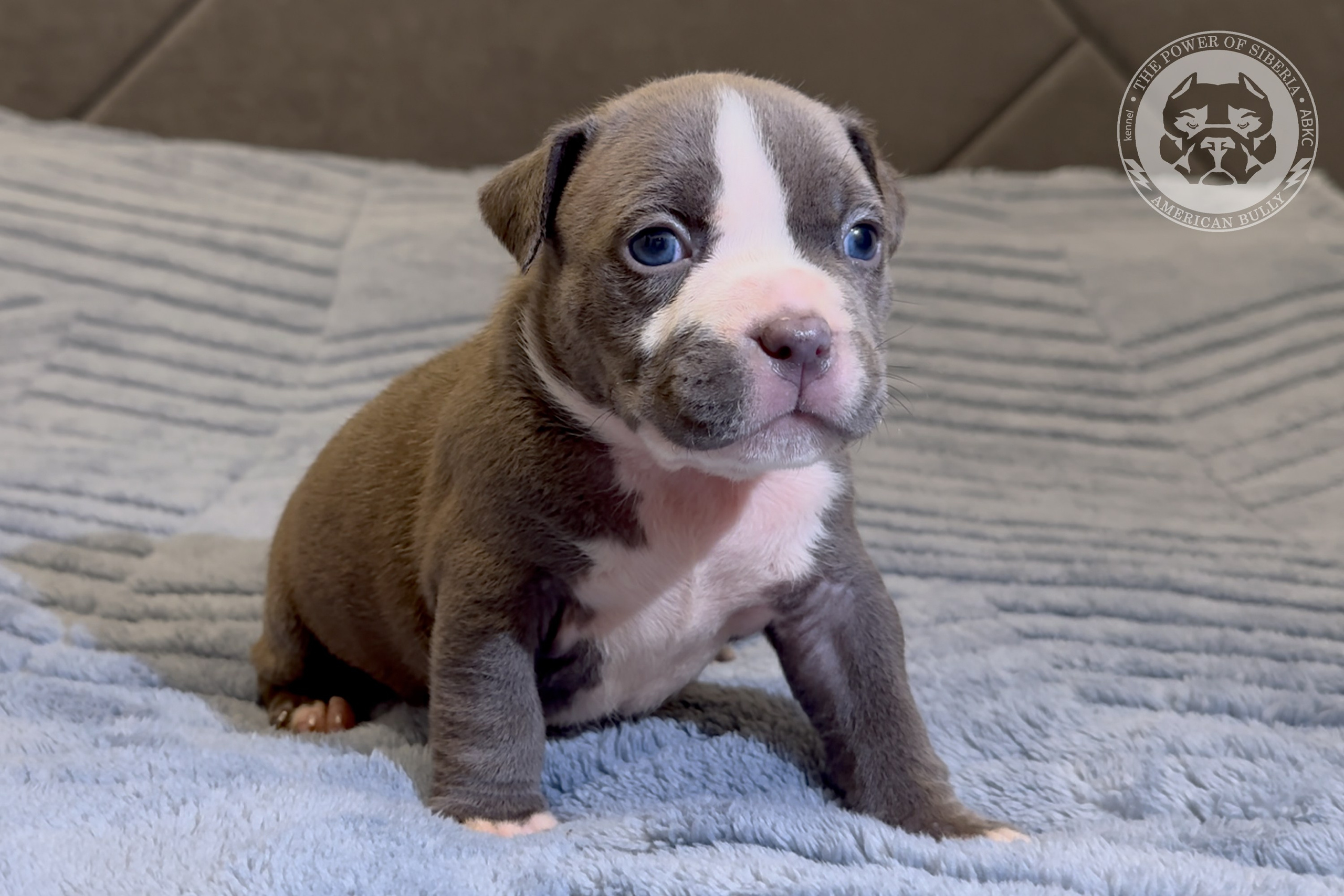 Свободные щенки Американский Булли стандарт и Свободные щенки Американский Булли классик. Американский Булли в г. Ростов-на-Дону. Питомник THE POWER OF SIBERIA