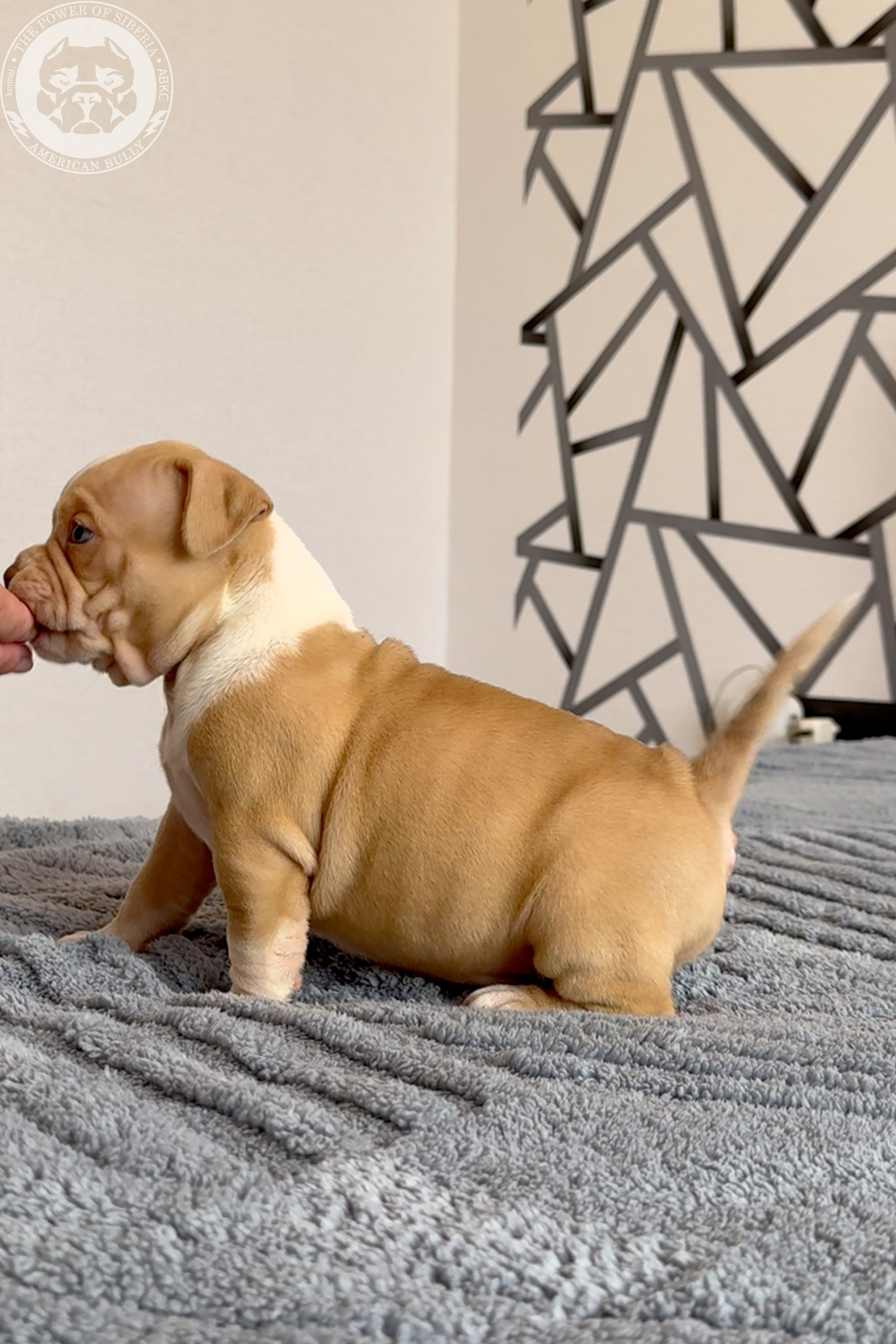 Свободные щенки Американский Булли, в типах покет, классик, стандарт. Американский Булли в г. Ростов-на-Дону. Питомник THE POWER OF SIBERIA