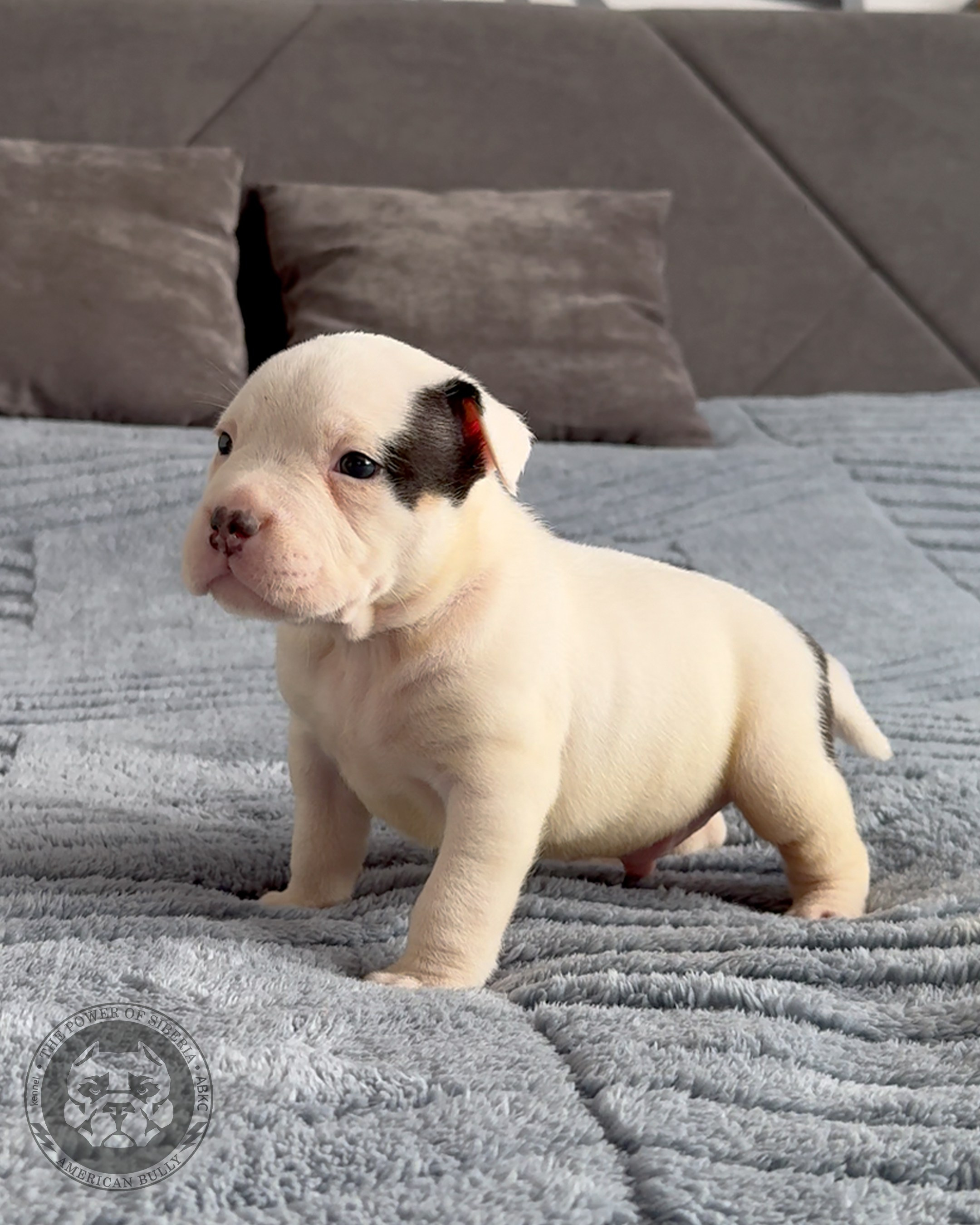 Свободные щенки Американский Булли, в типах покет, классик, стандарт. Американский Булли в г. Ростов-на-Дону. Питомник THE POWER OF SIBERIA