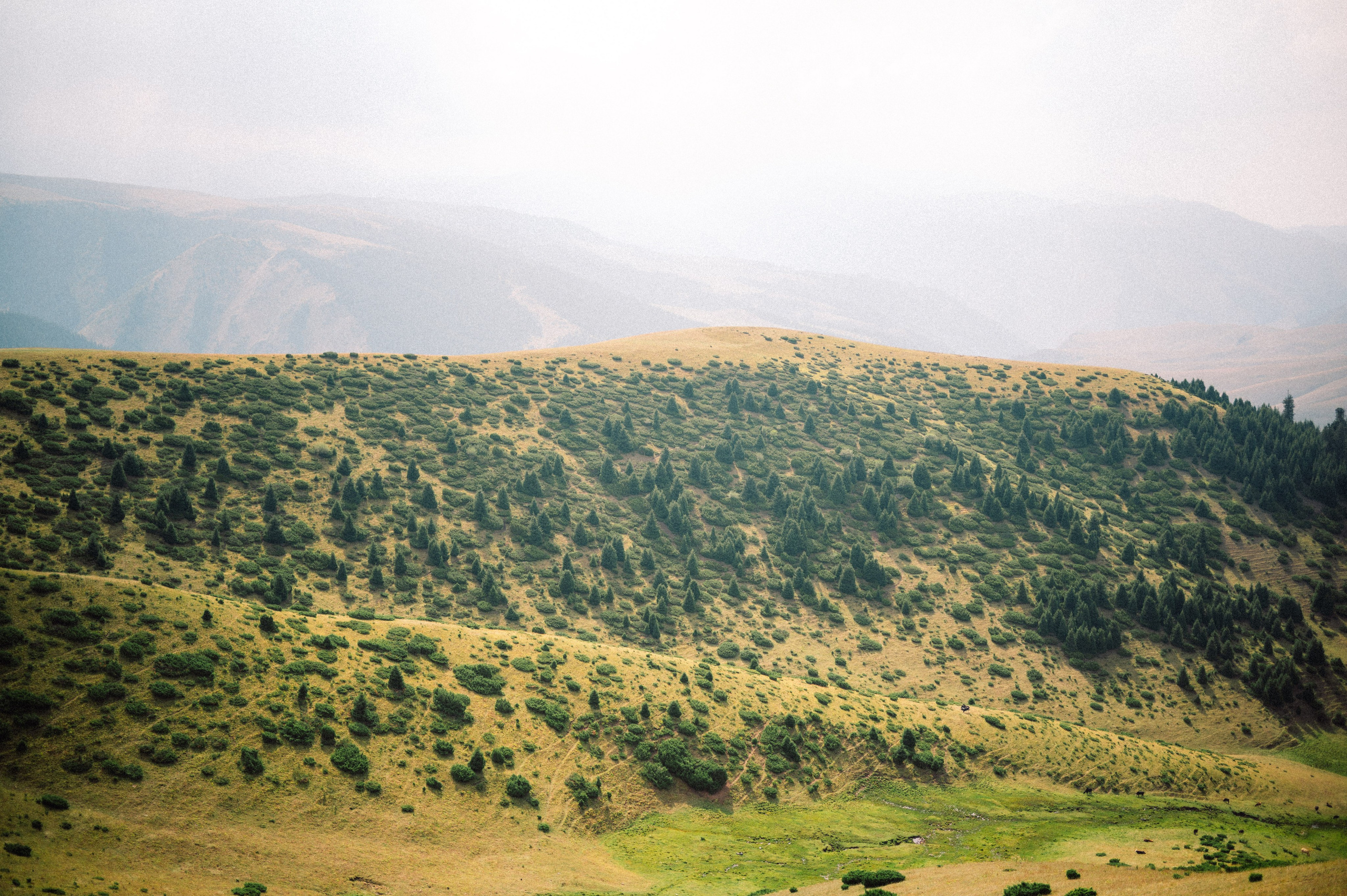 Плато Ассы: июль 2025. Фотограф в Алматы — Дарья Фёдорова