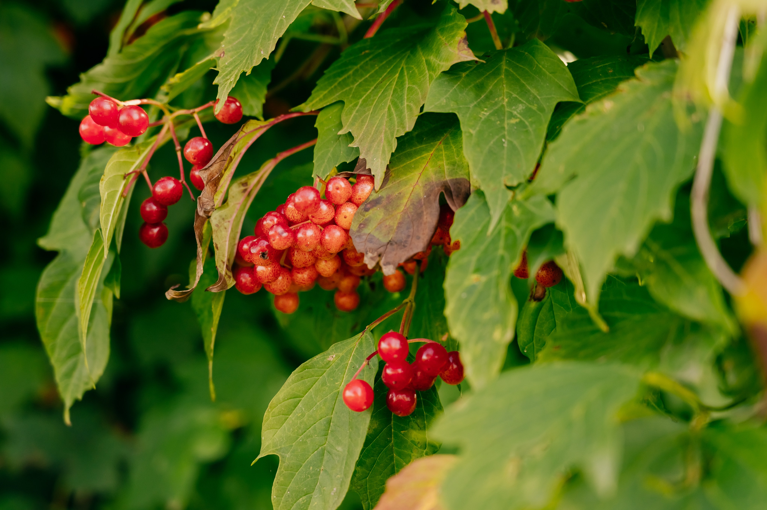 День Шахтёра в Парке Чудес 30.08.2025. Детский фотограф, семейный фотограф и репортажи в Кемерово