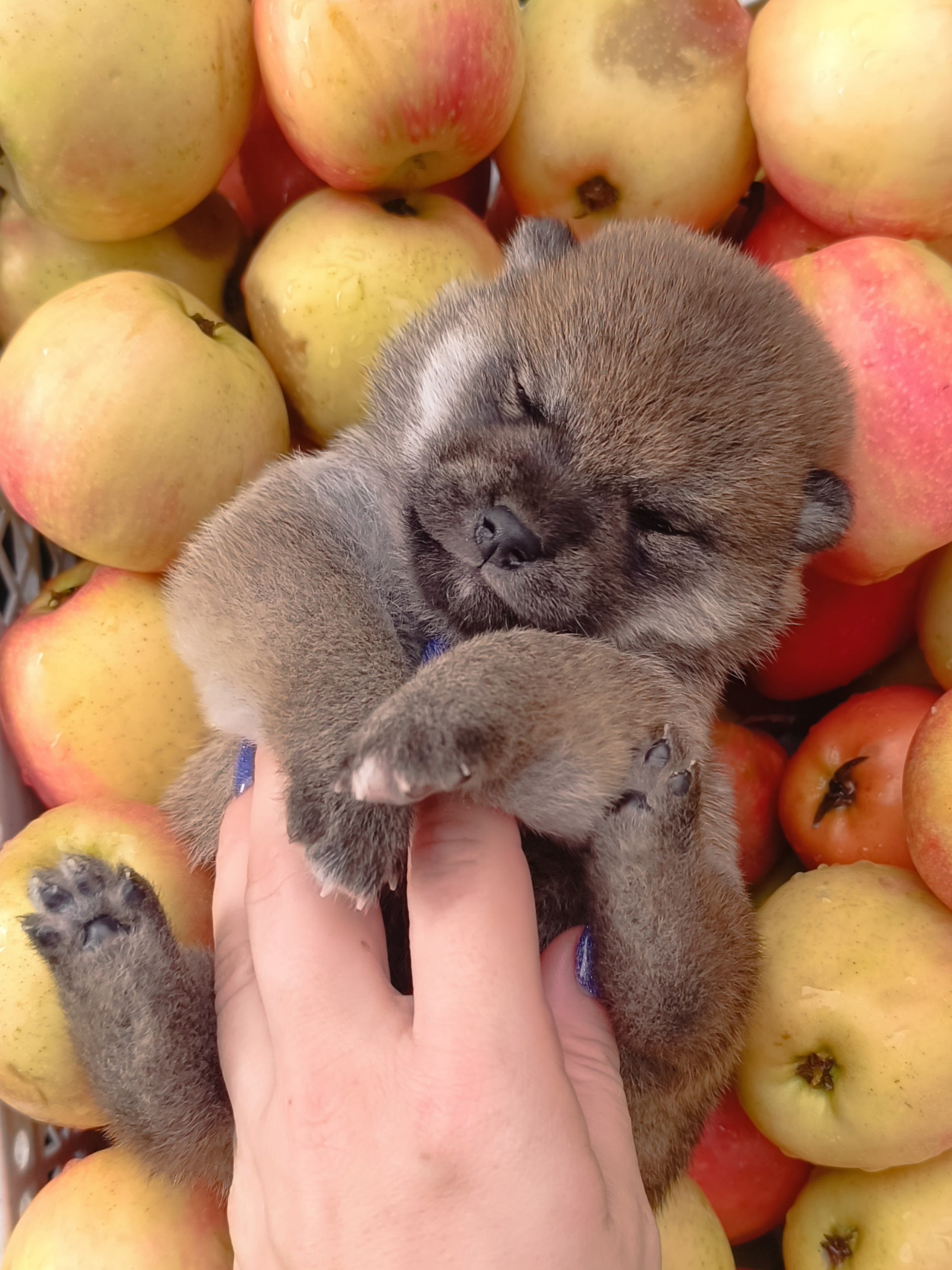 Rubylight Viva. AMERICAN AKITA RUBYLIGHT KENNEL I SHIBA-INU
