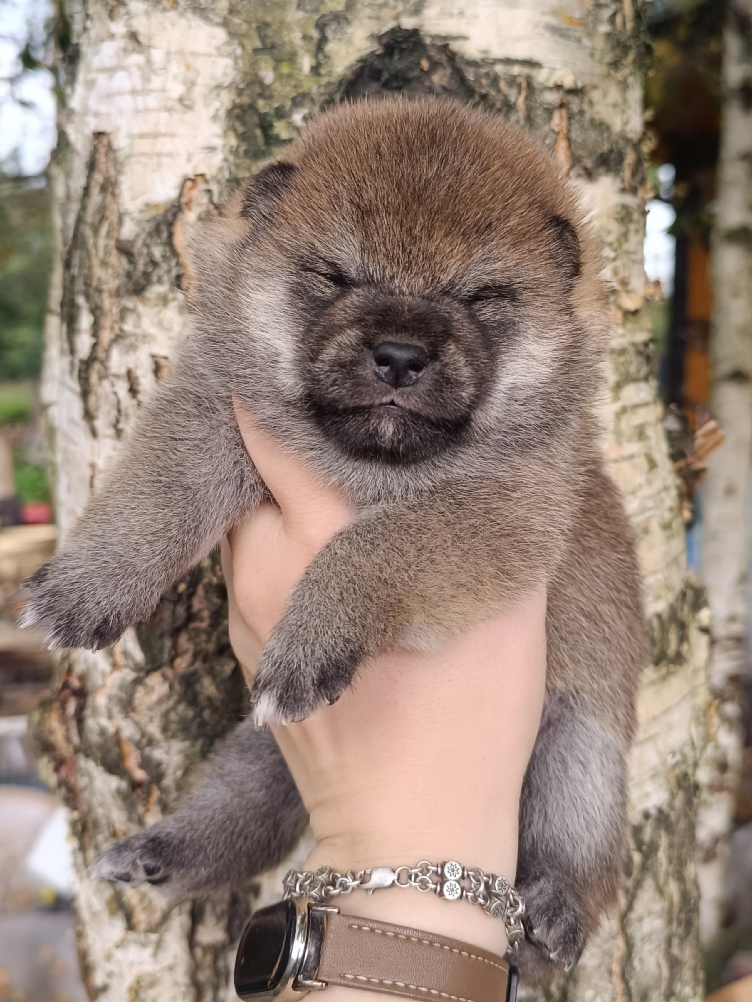 Rubylight Viva. AMERICAN AKITA RUBYLIGHT KENNEL I SHIBA-INU