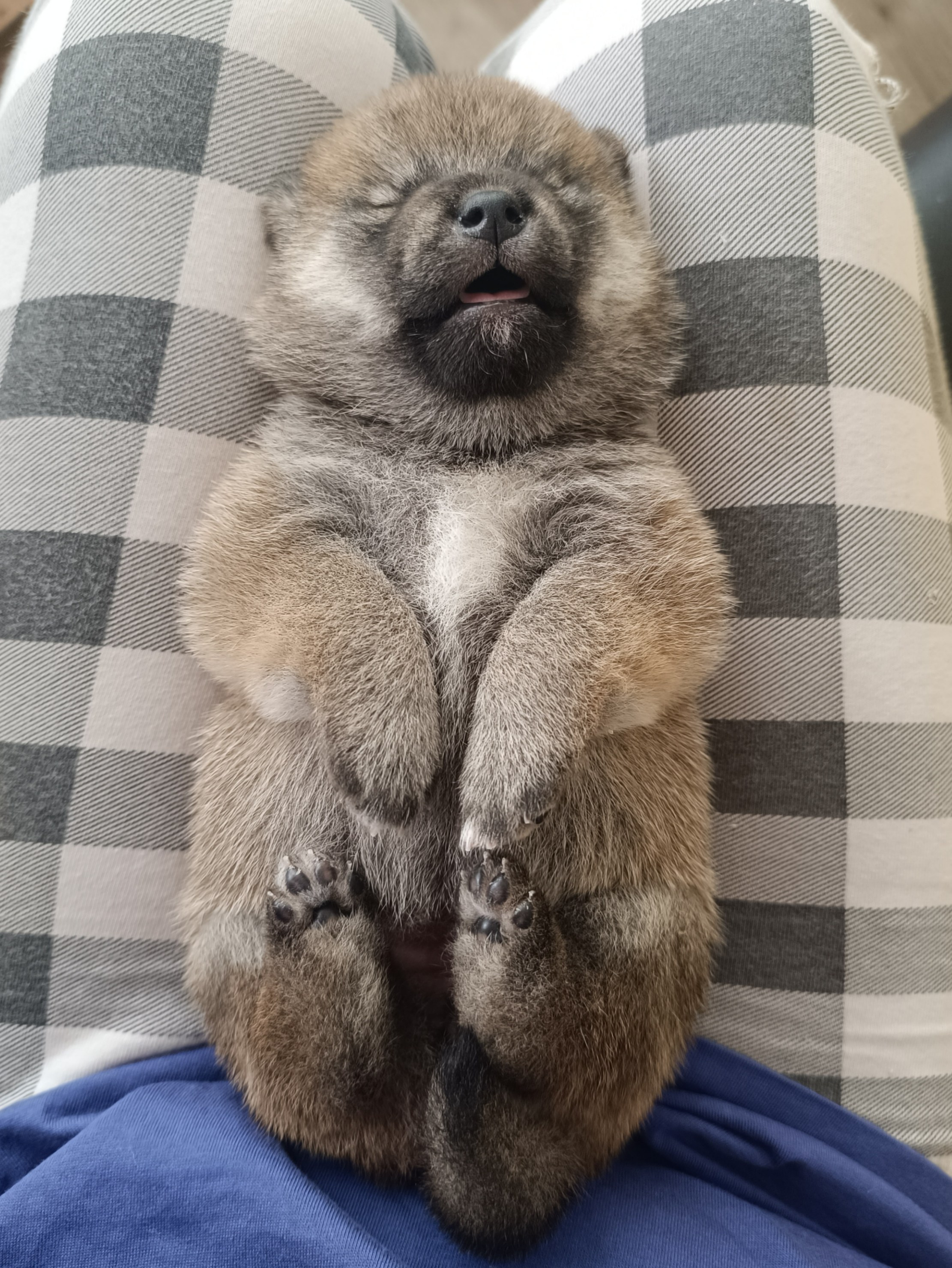 Rubylight Viva. AMERICAN AKITA RUBYLIGHT KENNEL I SHIBA-INU