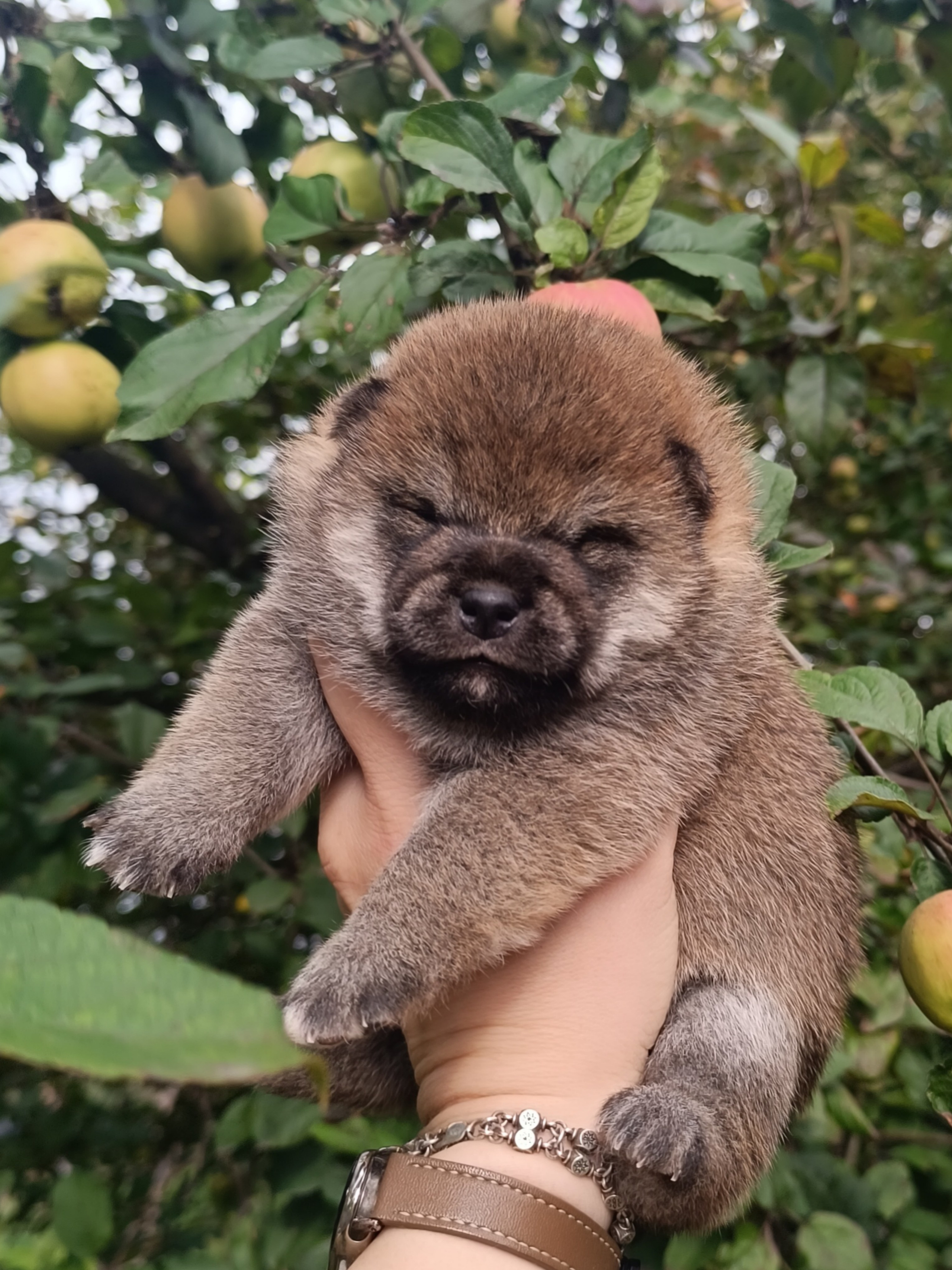 Rubylight Viva. AMERICAN AKITA RUBYLIGHT KENNEL I SHIBA-INU