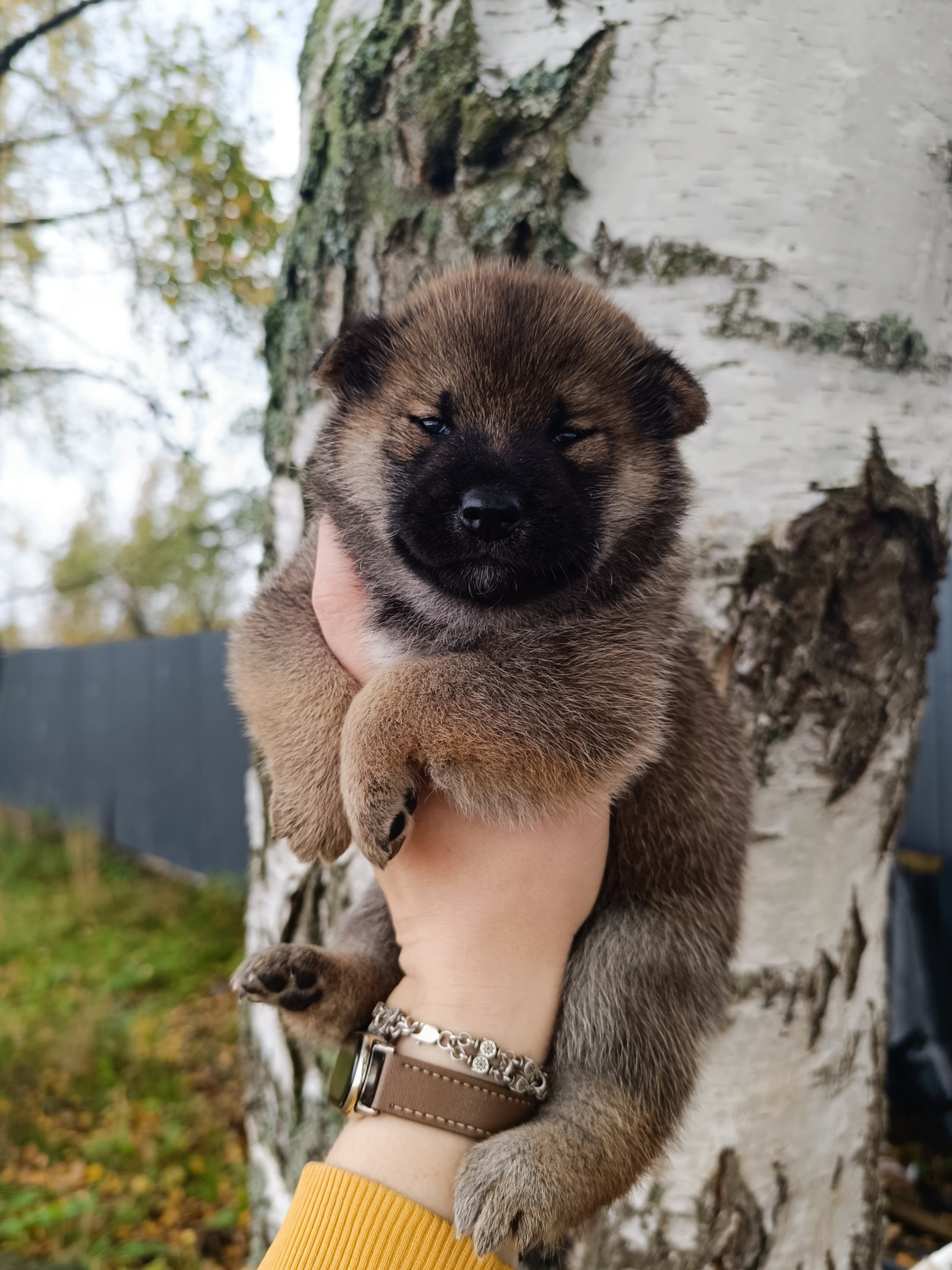 Rubylight Viking. AMERICAN AKITA RUBYLIGHT KENNEL I SHIBA-INU
