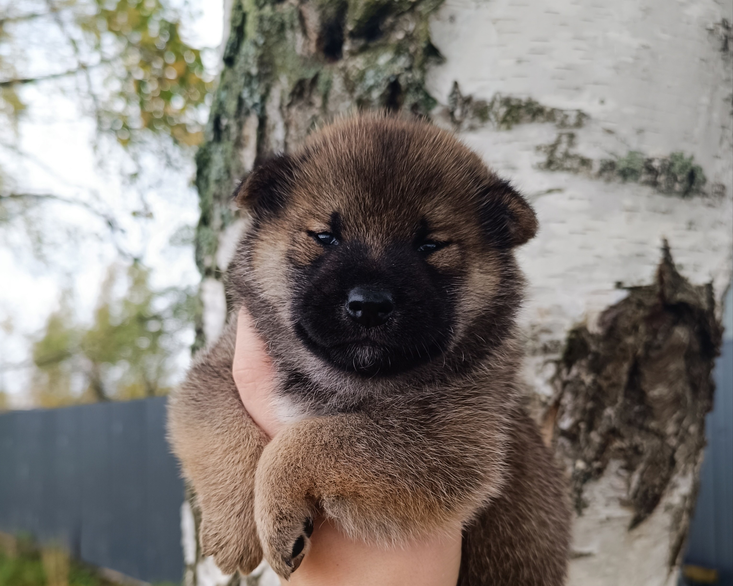 Rubylight Viking. AMERICAN AKITA RUBYLIGHT KENNEL I SHIBA-INU