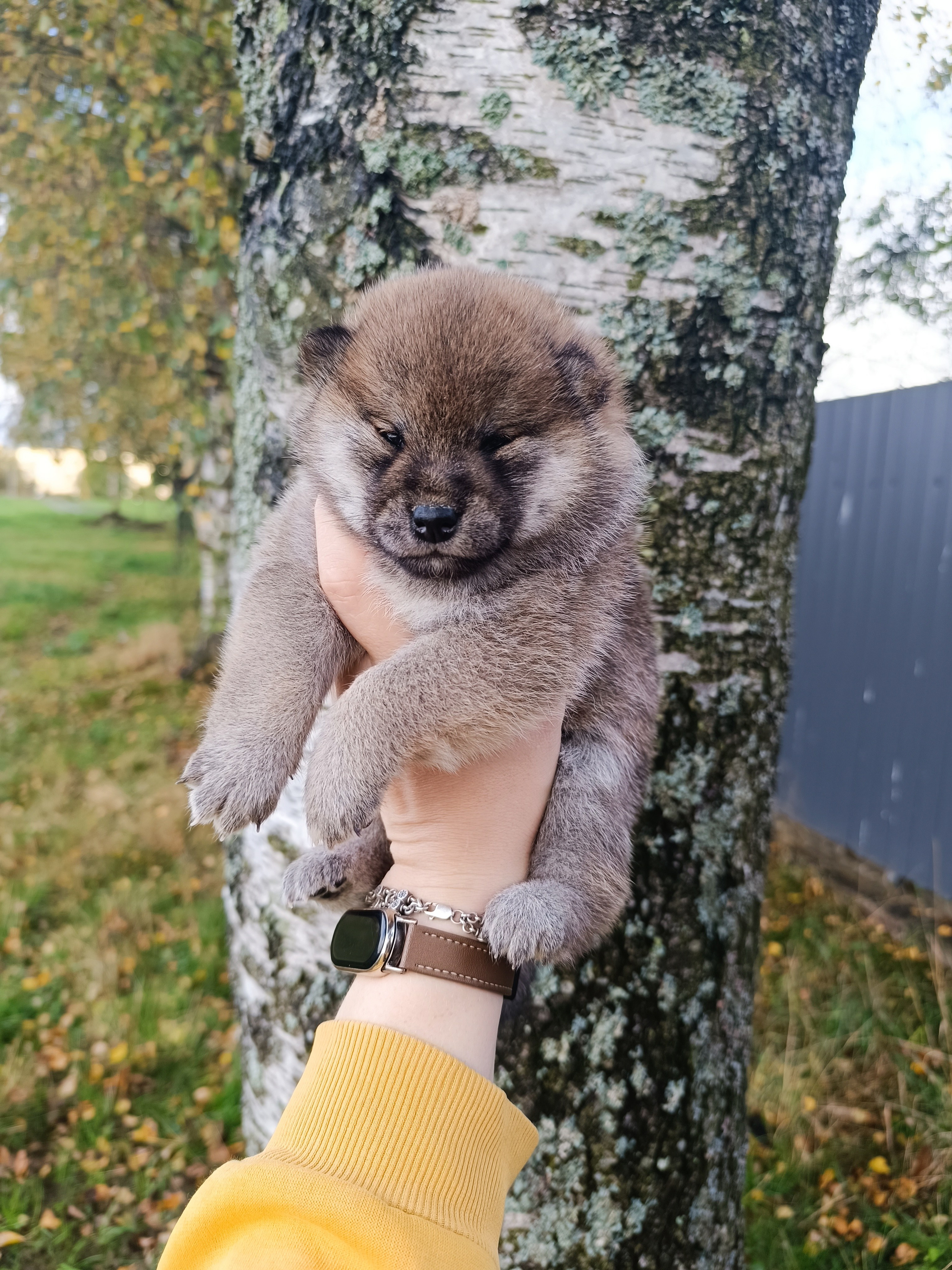 Rubylight Viva. AMERICAN AKITA RUBYLIGHT KENNEL I SHIBA-INU