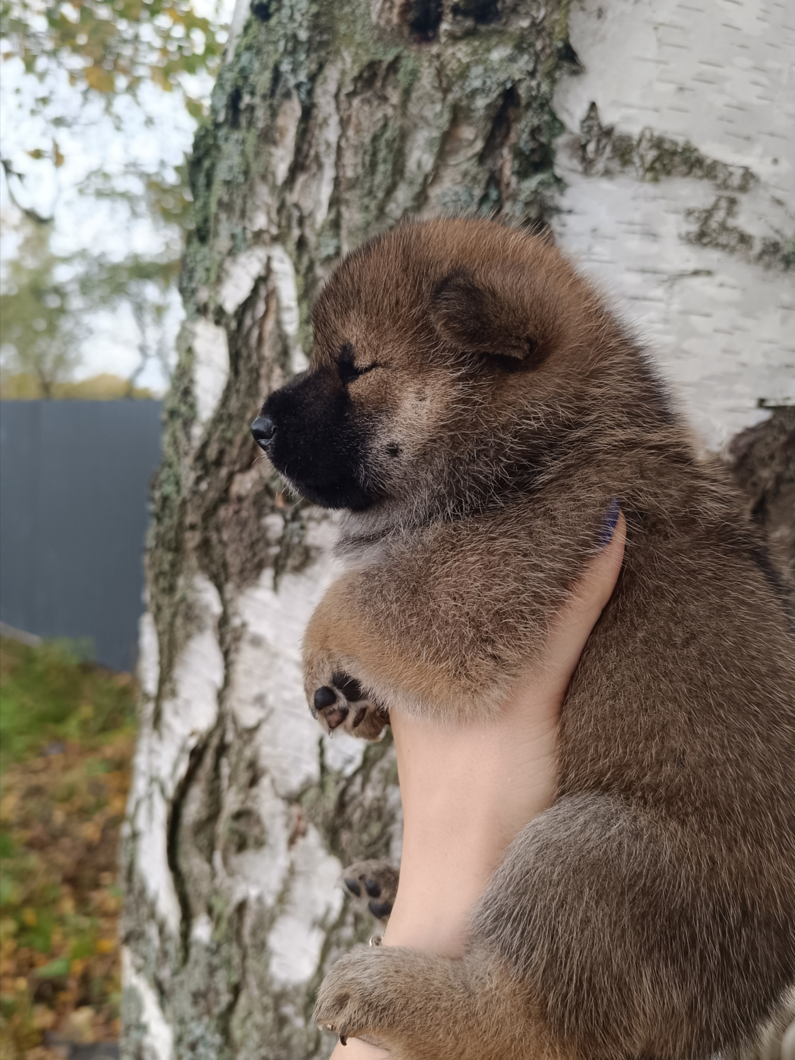 Rubylight Viking. AMERICAN AKITA RUBYLIGHT KENNEL I SHIBA-INU