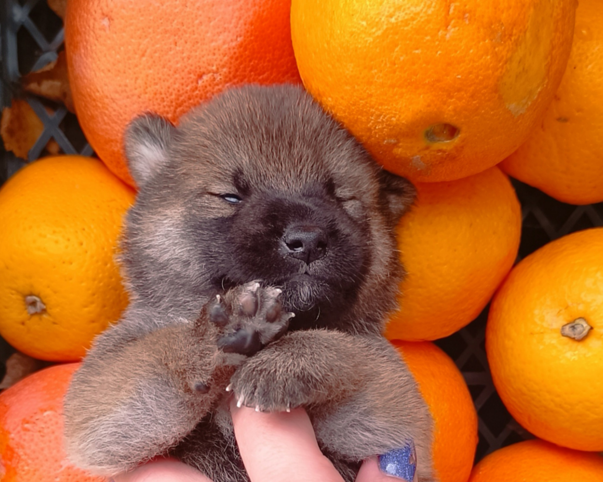 Rubylight Viking. AMERICAN AKITA RUBYLIGHT KENNEL I SHIBA-INU