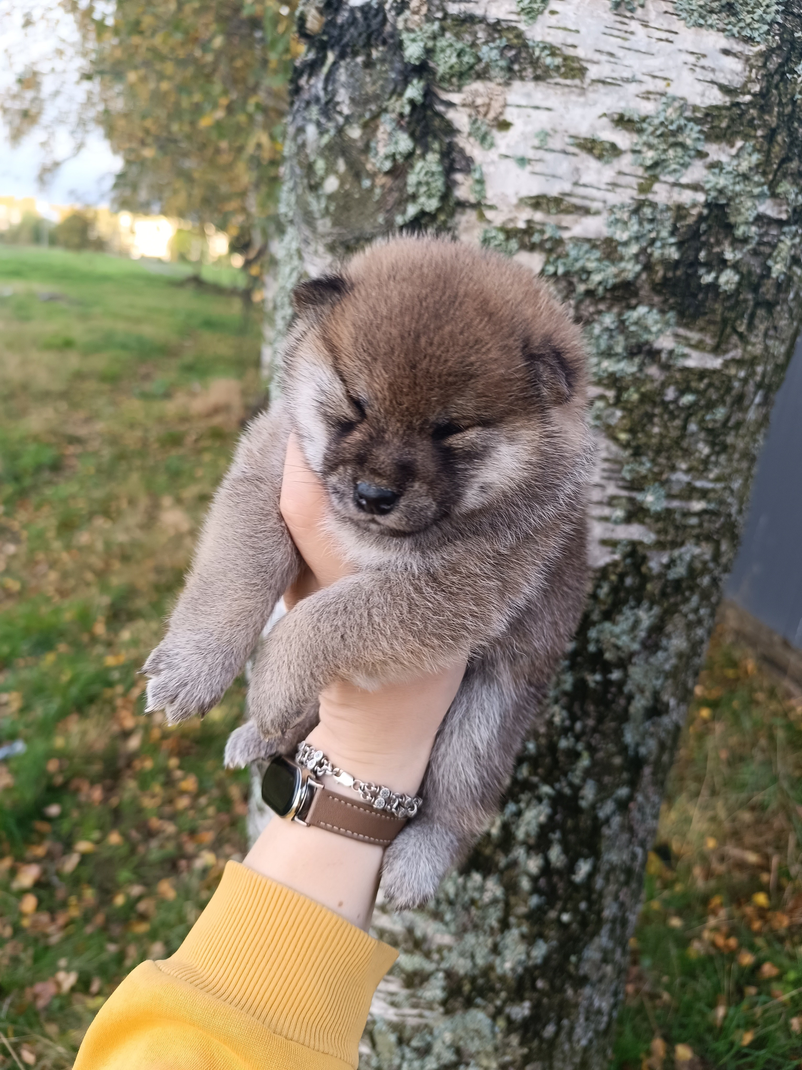 Rubylight Viva. AMERICAN AKITA RUBYLIGHT KENNEL I SHIBA-INU