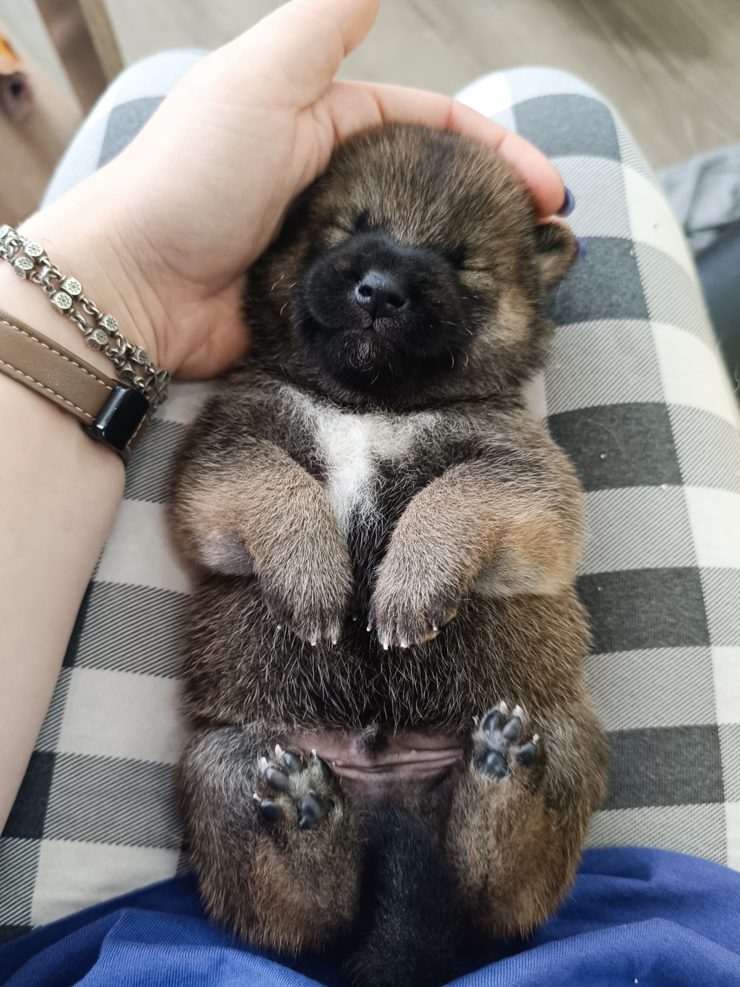 Rubylight Viking. AMERICAN AKITA RUBYLIGHT KENNEL I SHIBA-INU