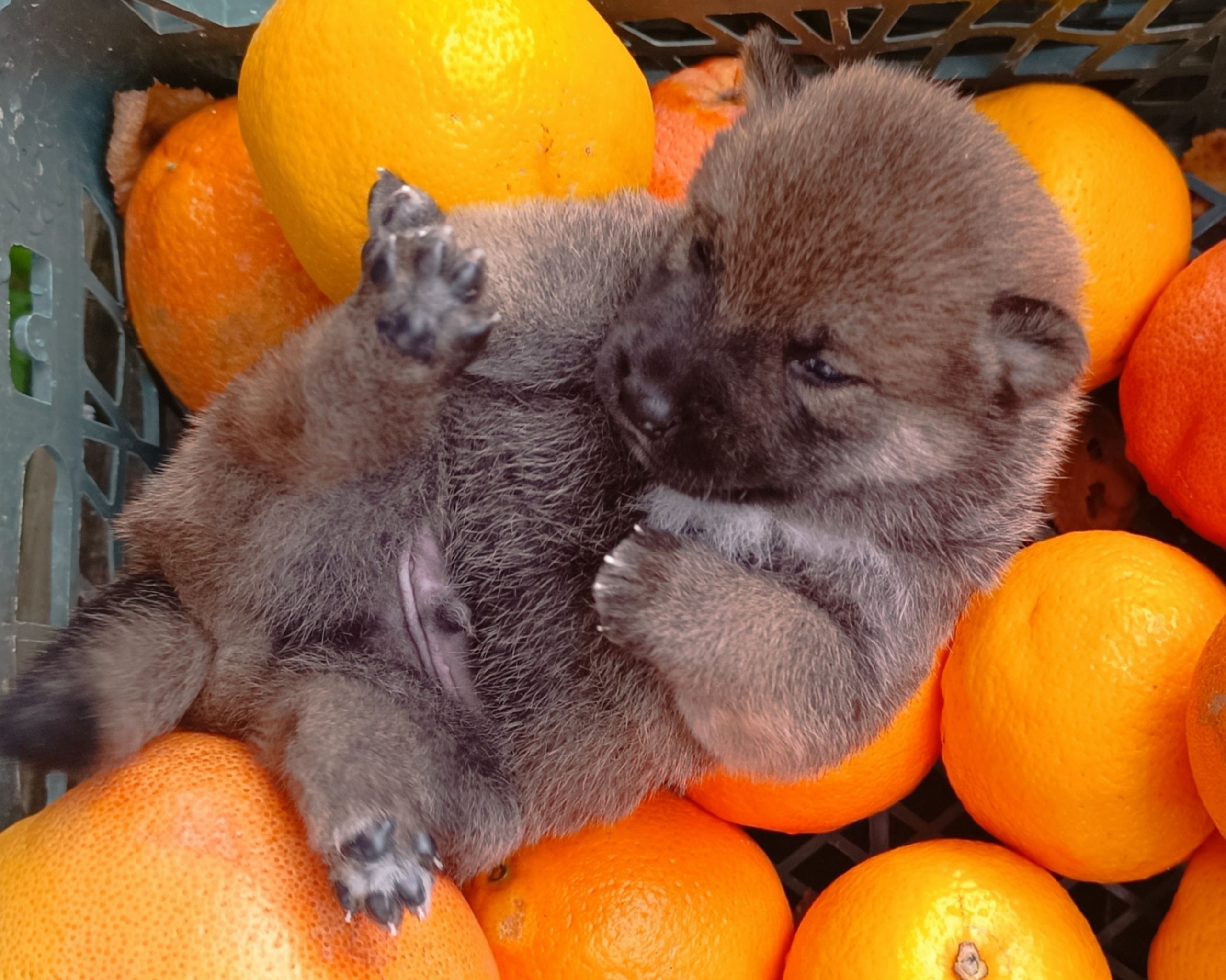 Rubylight Viking. AMERICAN AKITA RUBYLIGHT KENNEL I SHIBA-INU